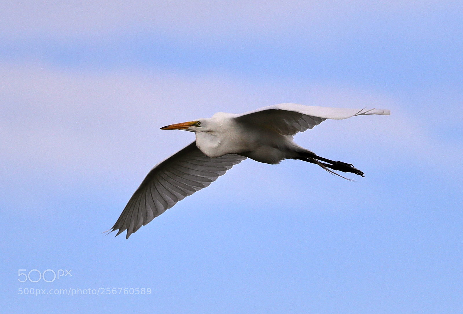 Canon EOS-1D X Mark II sample photo. 05-06-18-0016387.jpg photography