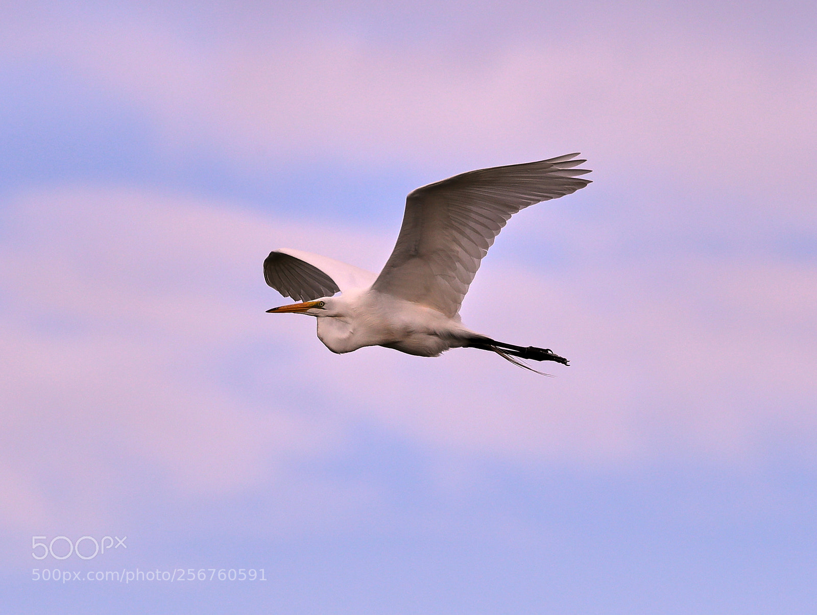 Canon EOS-1D X Mark II sample photo. 05-06-18-0016386.jpg photography