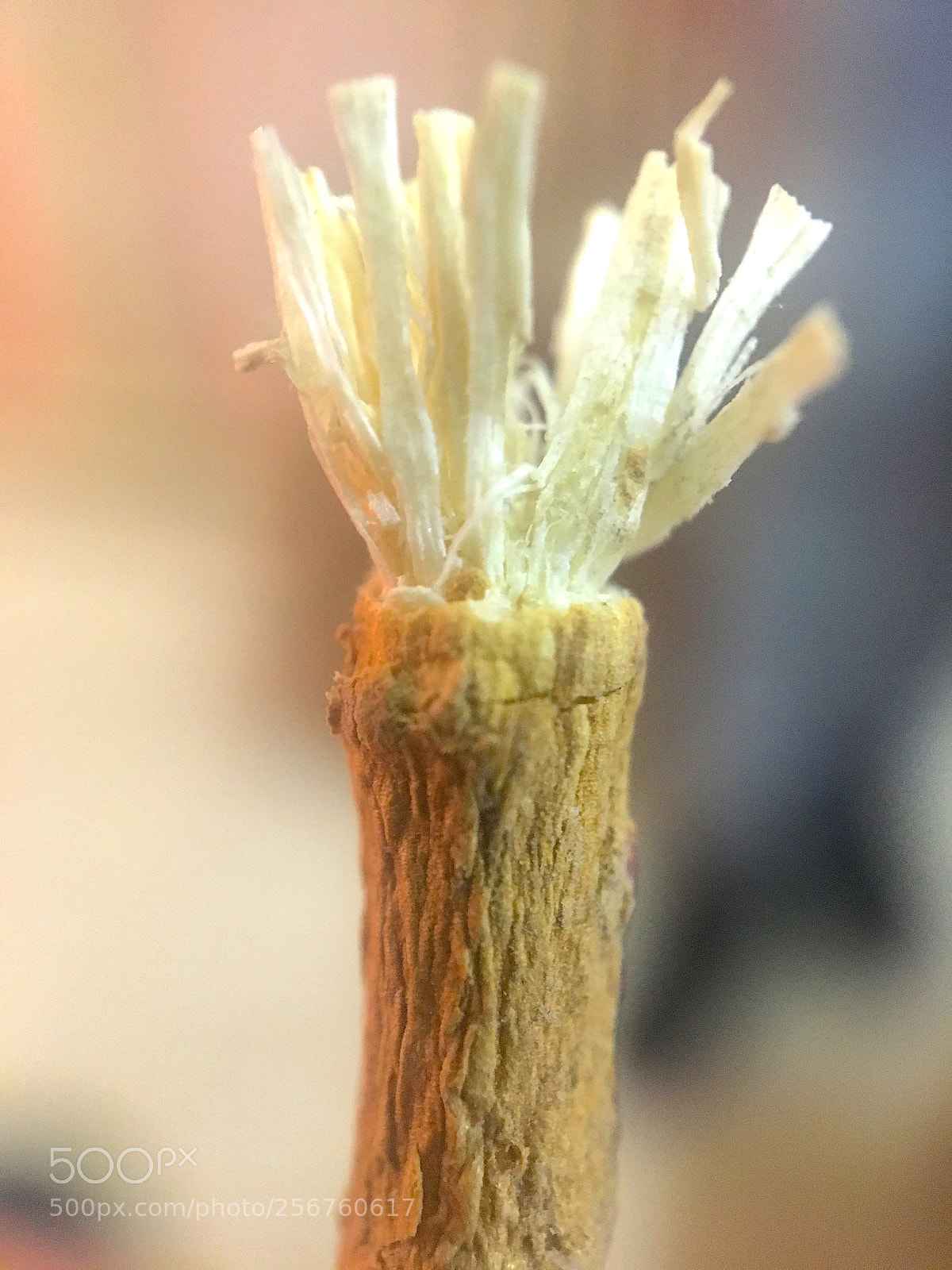 Apple iPhone 6s sample photo. Img photography