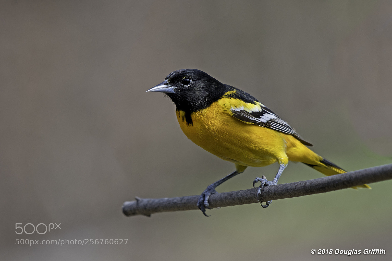 Nikon D500 sample photo. Male baltimore oriole icterus photography