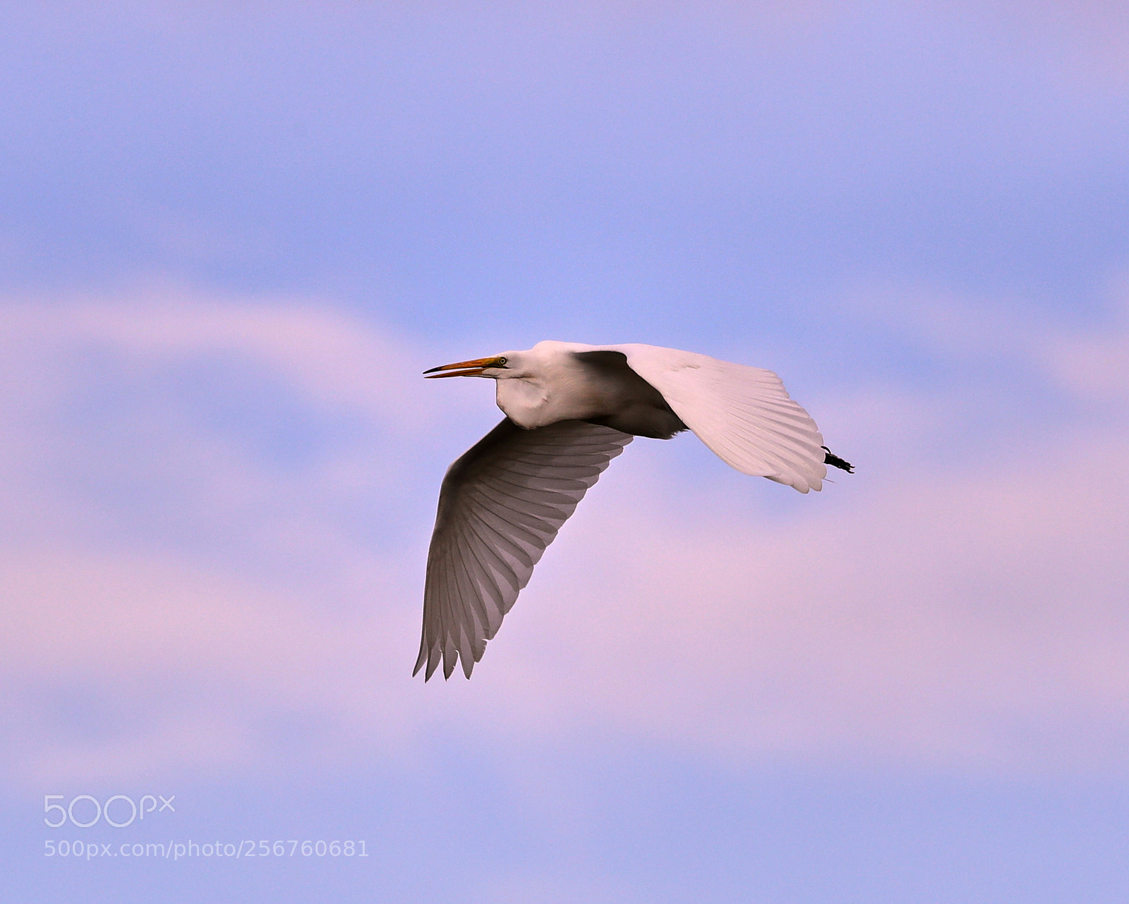 Canon EOS-1D X Mark II sample photo. 05-06-18-0016385.jpg photography