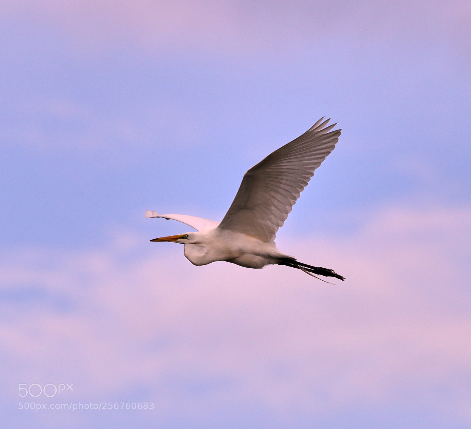 Canon EOS-1D X Mark II sample photo. 05-06-18-0016384.jpg photography