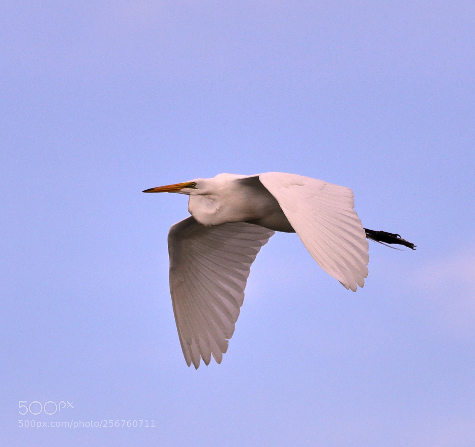 Canon EOS-1D X Mark II sample photo. 05-06-18-0016383.jpg photography