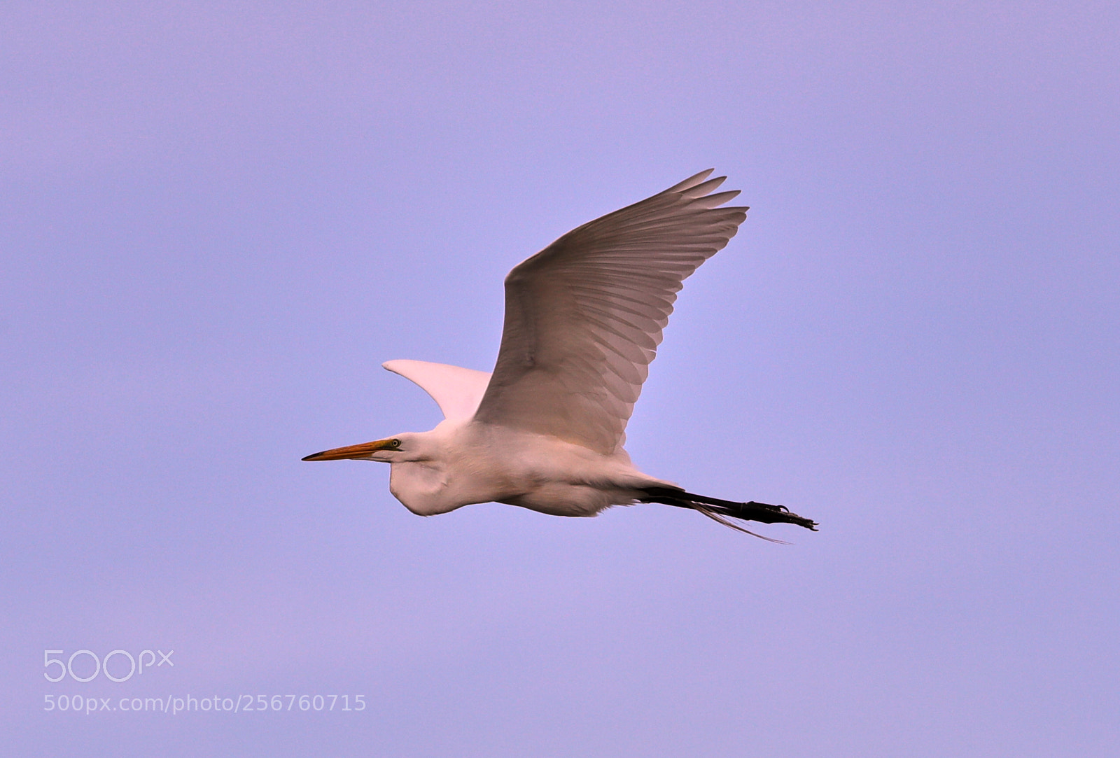 Canon EOS-1D X Mark II sample photo. 05-06-18-0016382.jpg photography