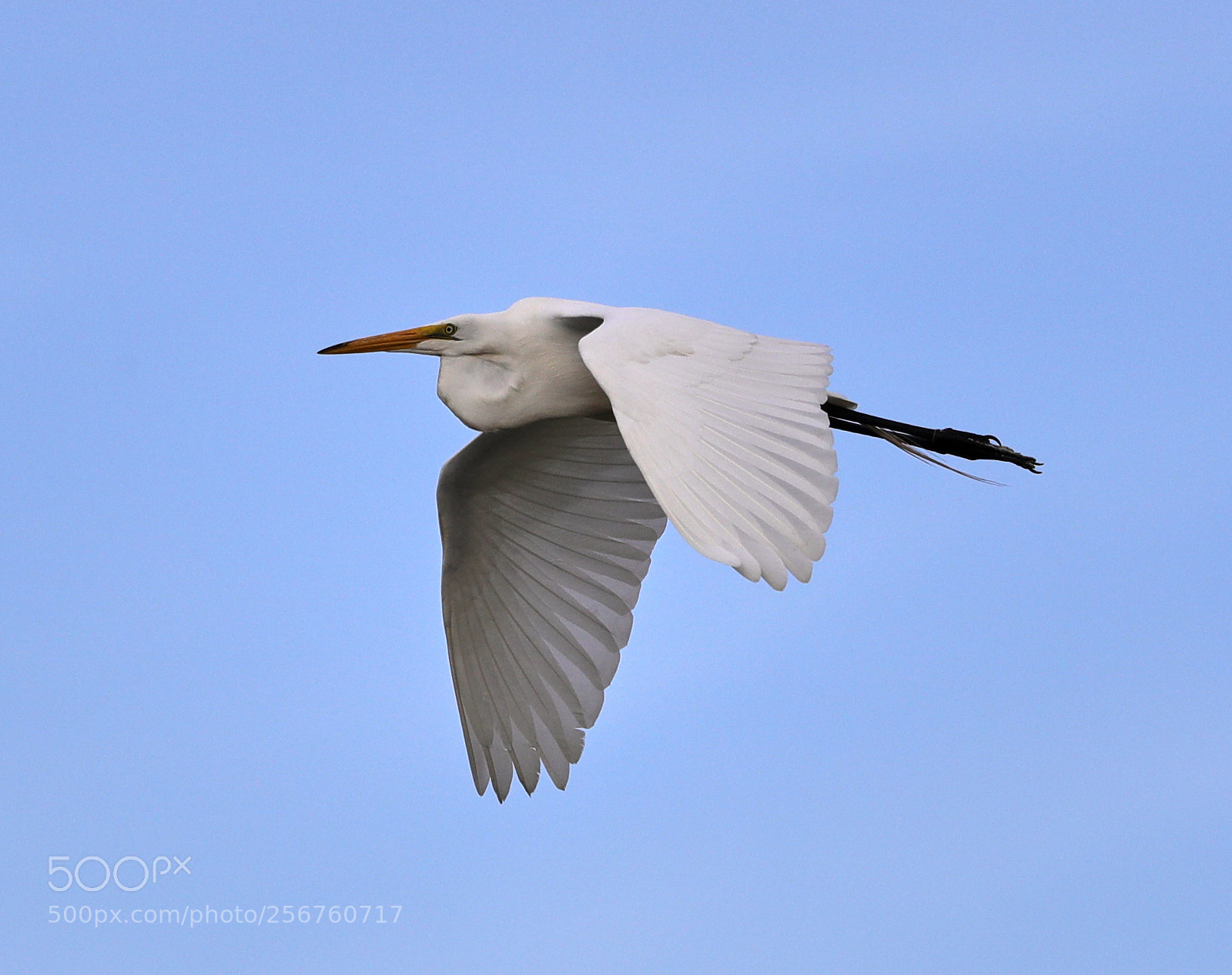 Canon EOS-1D X Mark II sample photo. 05-06-18-0016381.jpg photography