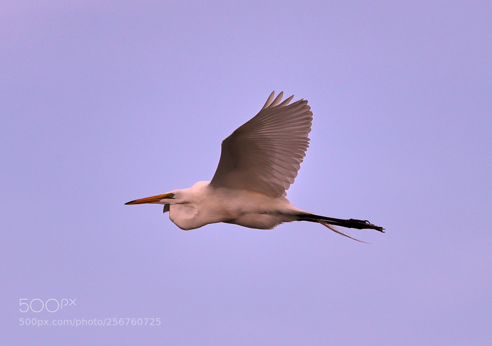 Canon EOS-1D X Mark II sample photo. 05-06-18-0016380.jpg photography