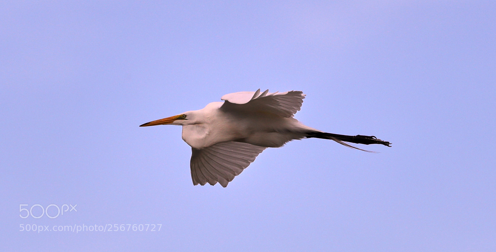 Canon EOS-1D X Mark II sample photo. 05-06-18-0016378.jpg photography