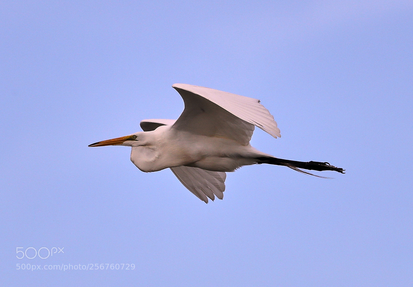 Canon EOS-1D X Mark II sample photo. 05-06-18-0016379.jpg photography