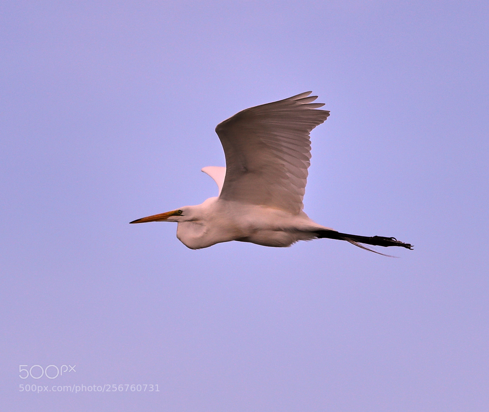 Canon EOS-1D X Mark II sample photo. 05-06-18-0016377.jpg photography