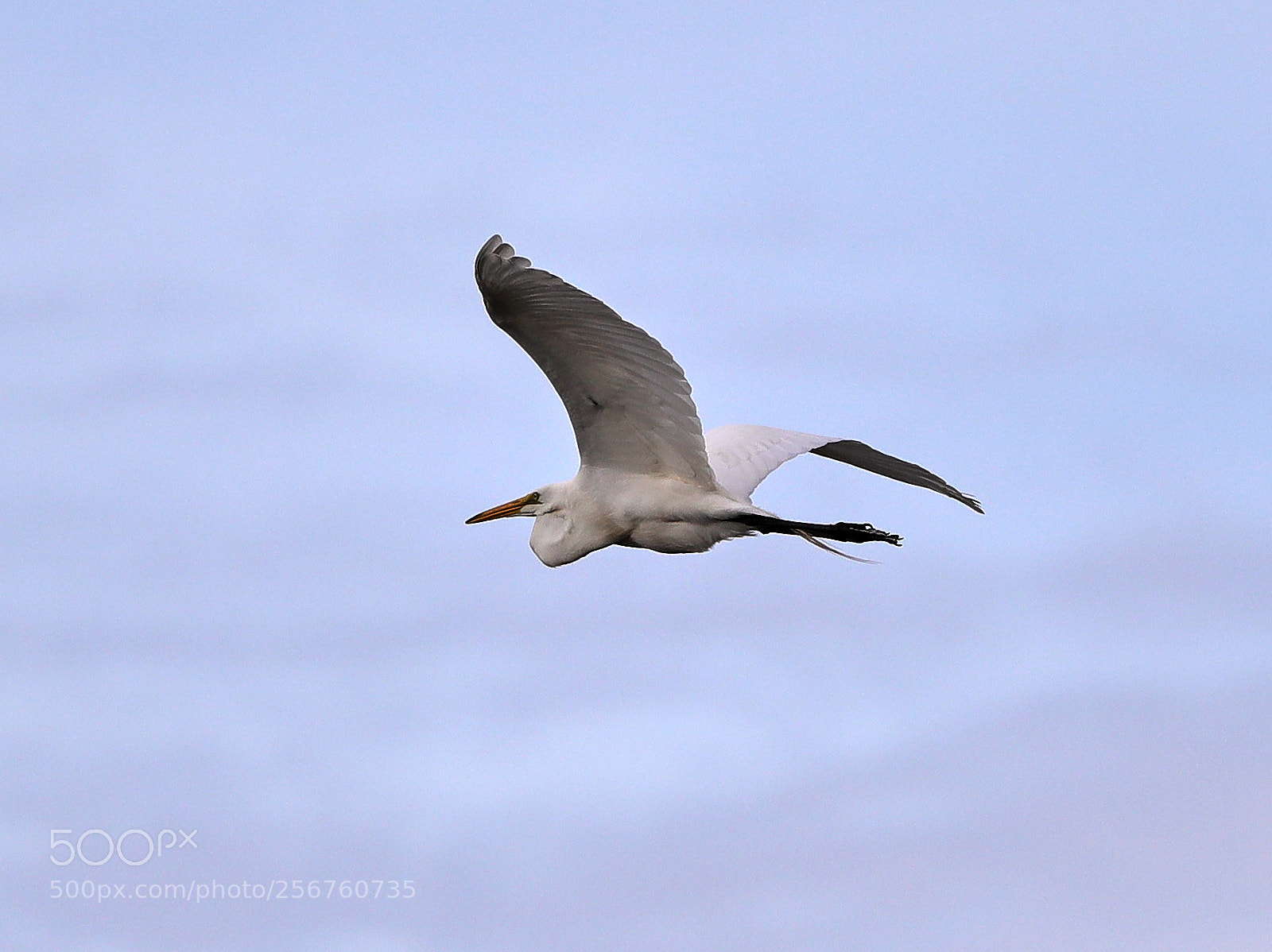 Canon EOS-1D X Mark II sample photo. 05-06-18-0016376.jpg photography