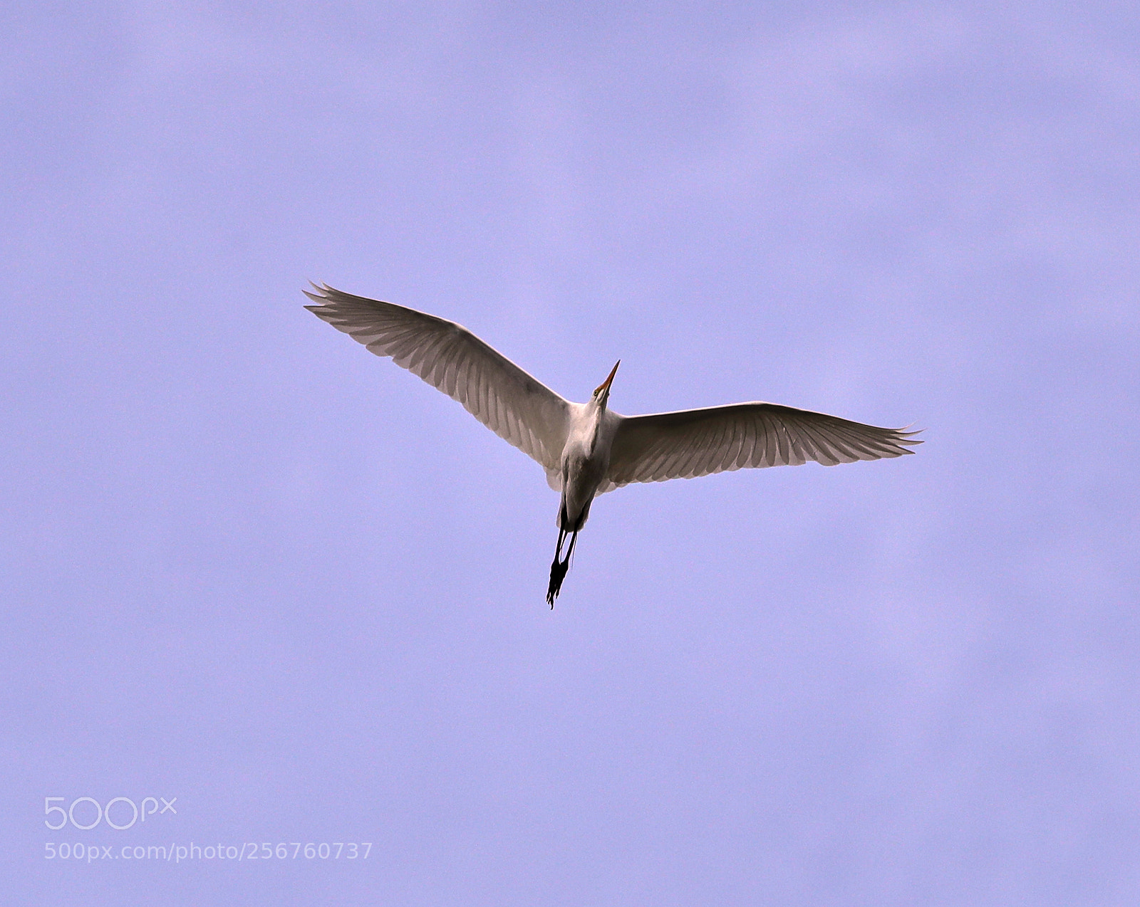 Canon EOS-1D X Mark II sample photo. 05-06-18-0016374.jpg photography