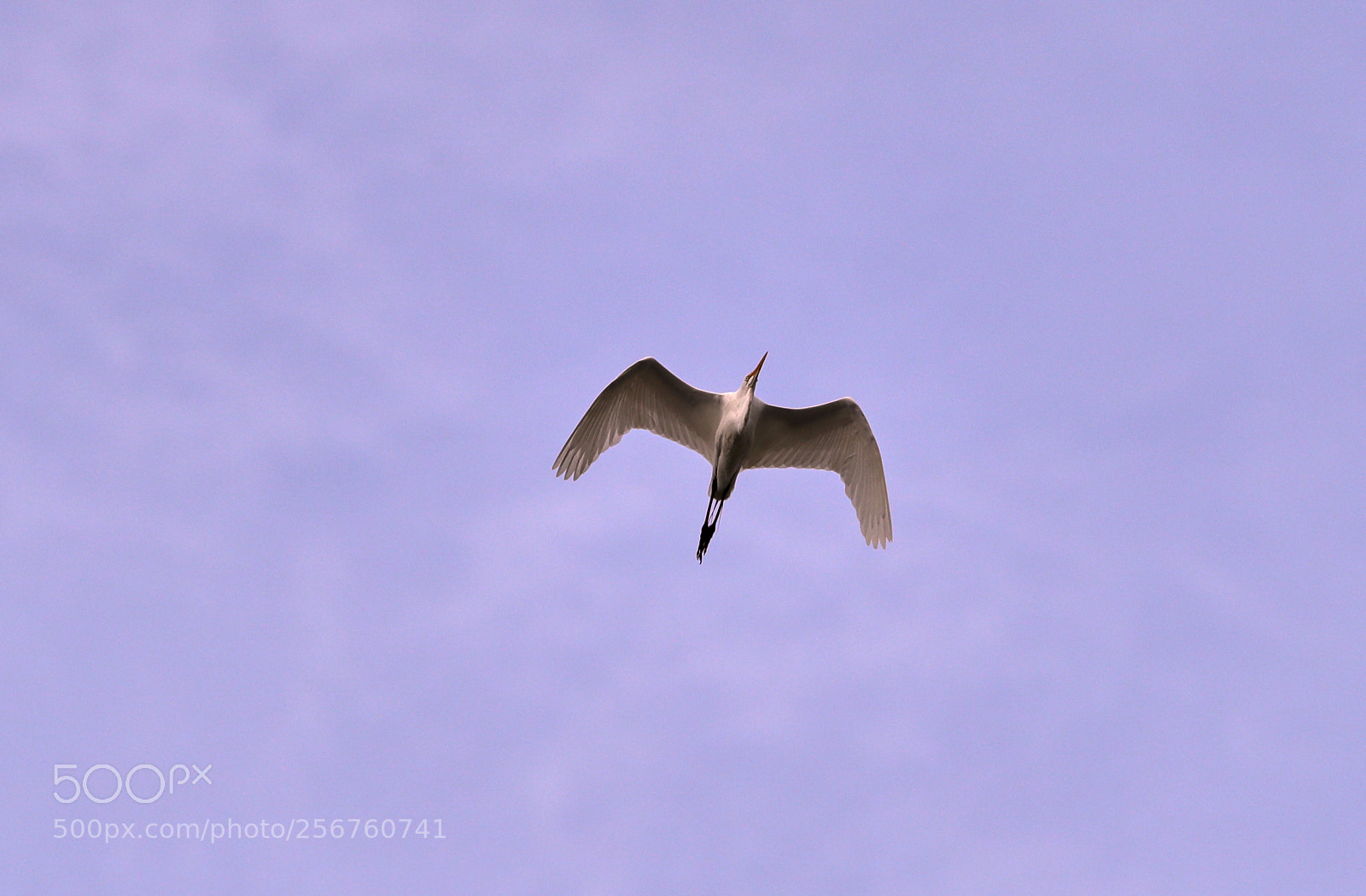Canon EOS-1D X Mark II sample photo. 05-06-18-0016373.jpg photography