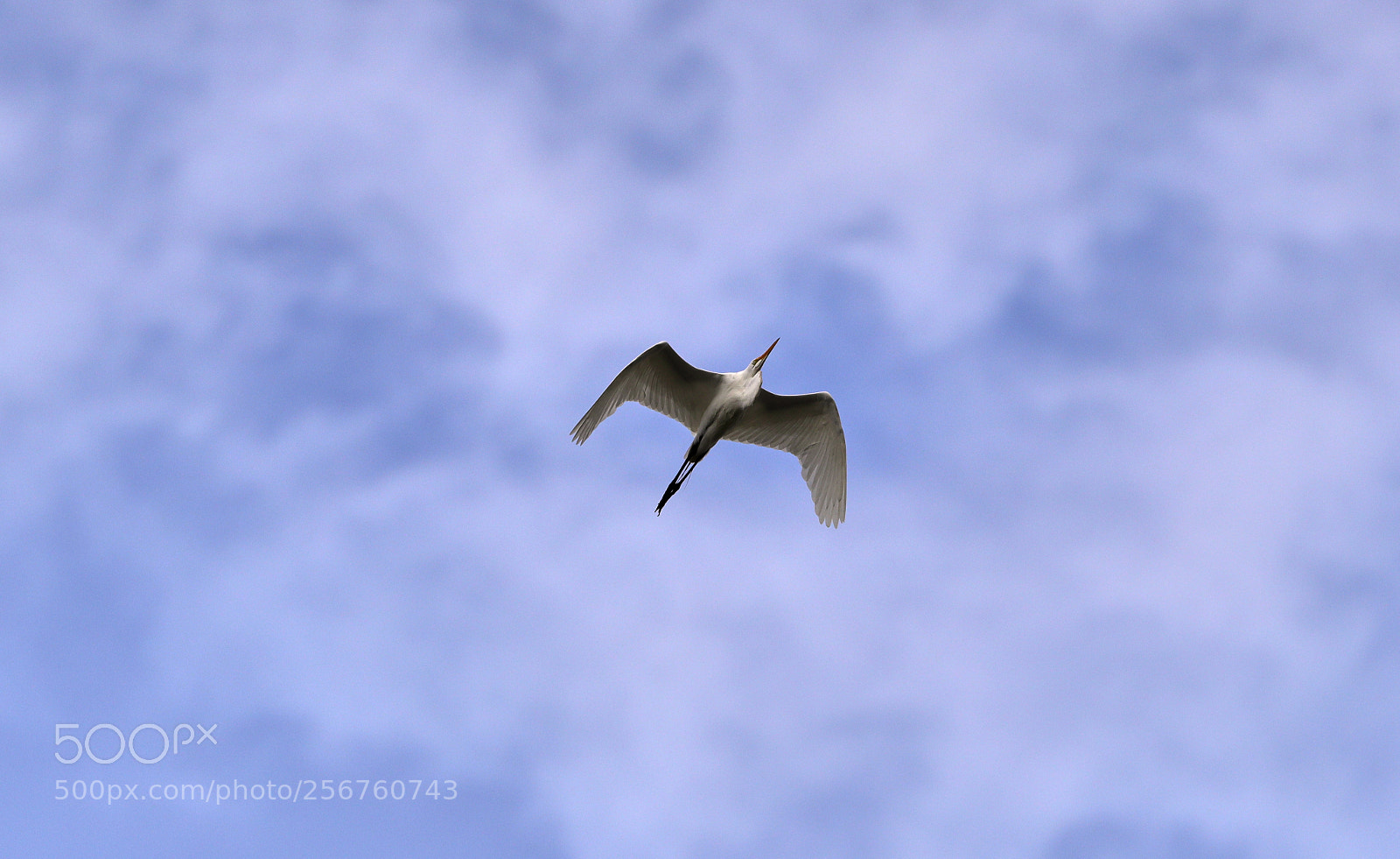 Canon EOS-1D X Mark II sample photo. 05-06-18-0016372.jpg photography