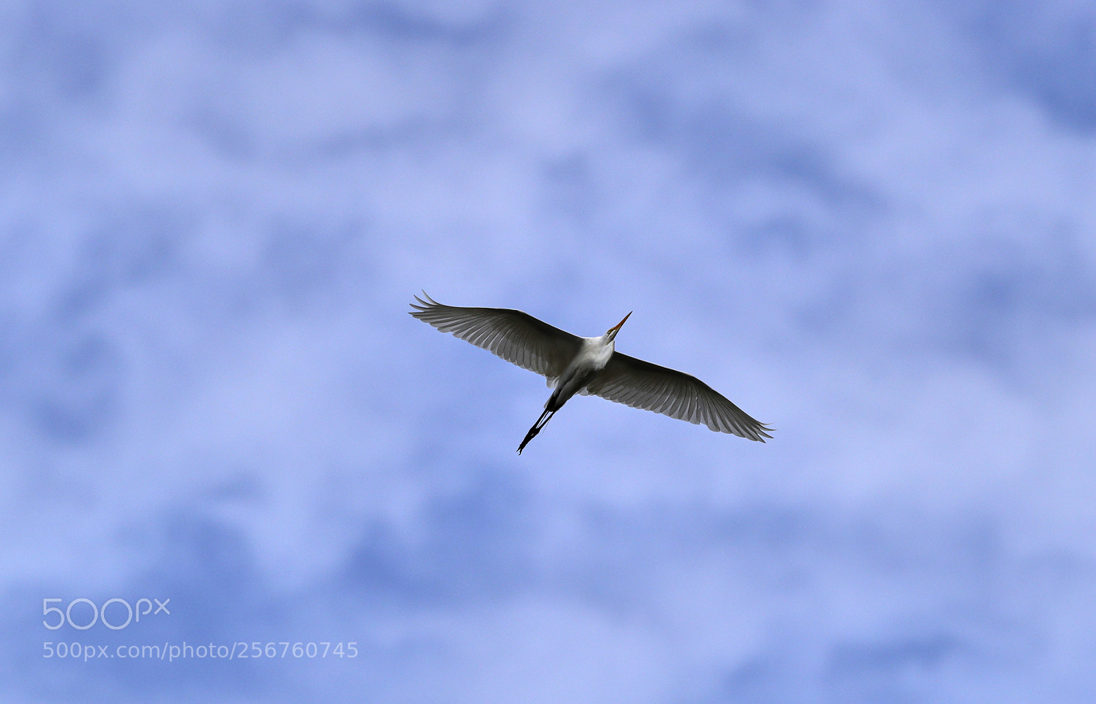 Canon EOS-1D X Mark II sample photo. 05-06-18-0016371.jpg photography