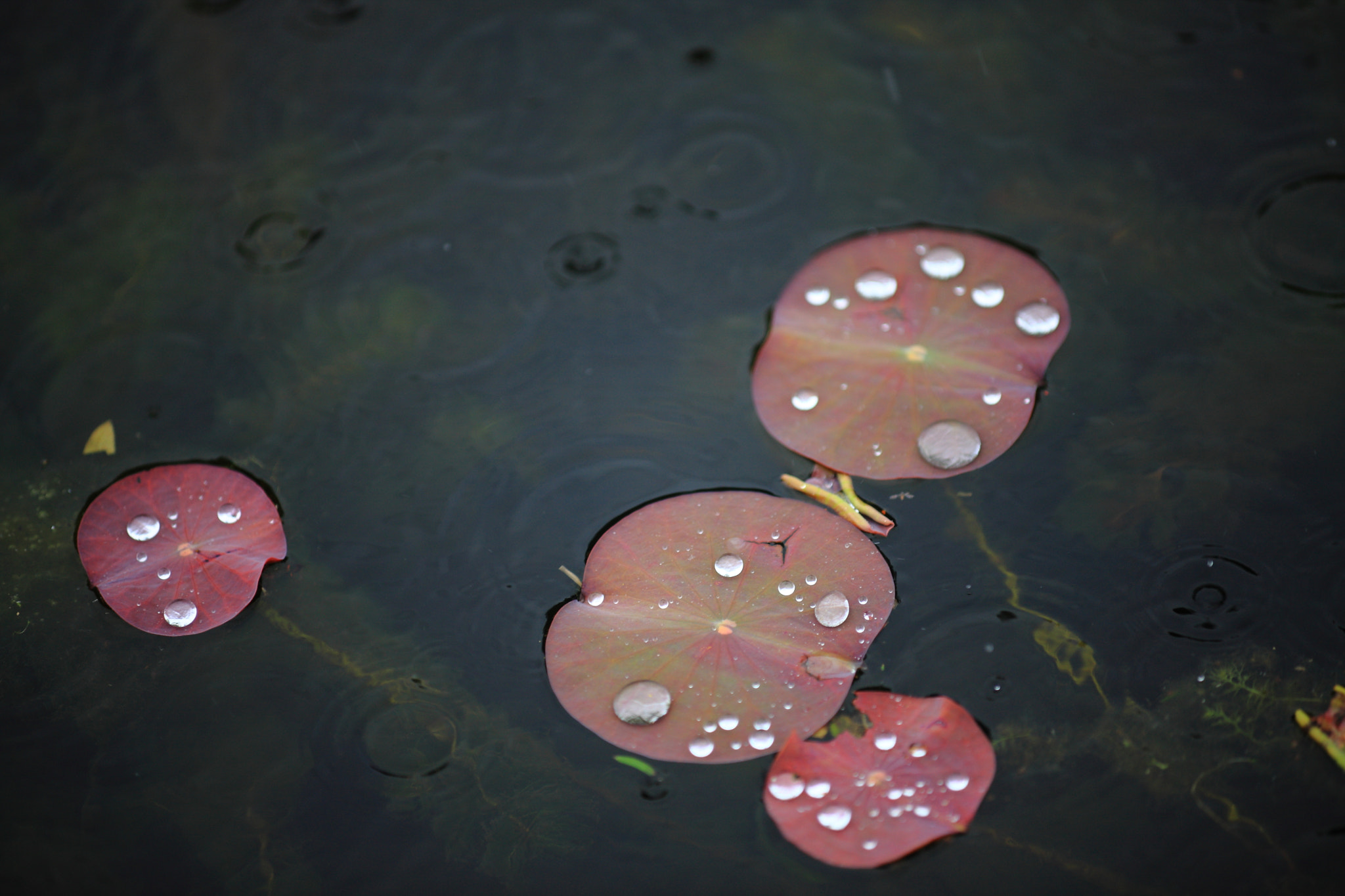 Canon EOS-1Ds Mark III sample photo. Leaves with rain drops photography