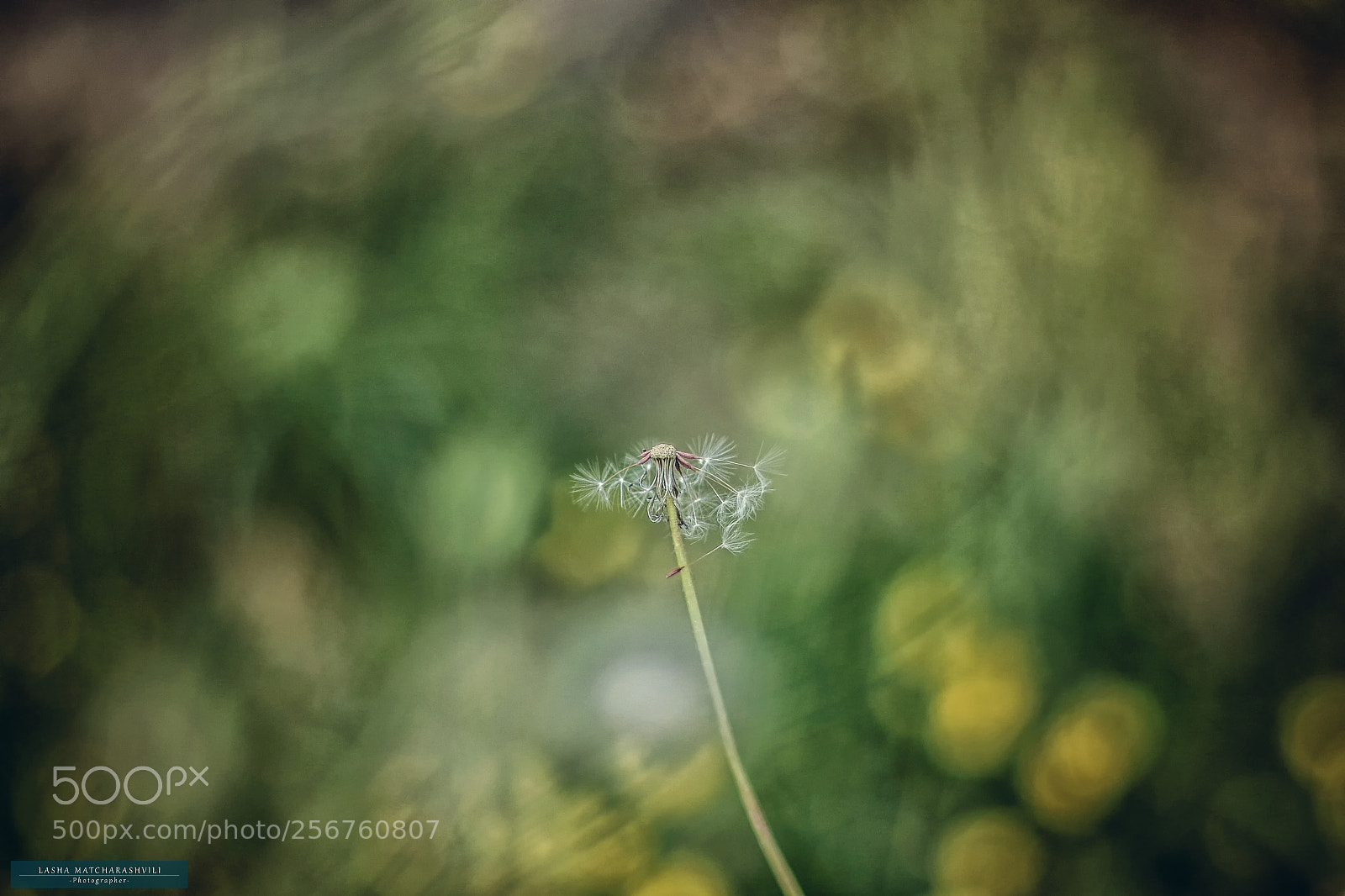 Canon EOS 7D Mark II sample photo. 1a7a0252-1.jpg photography