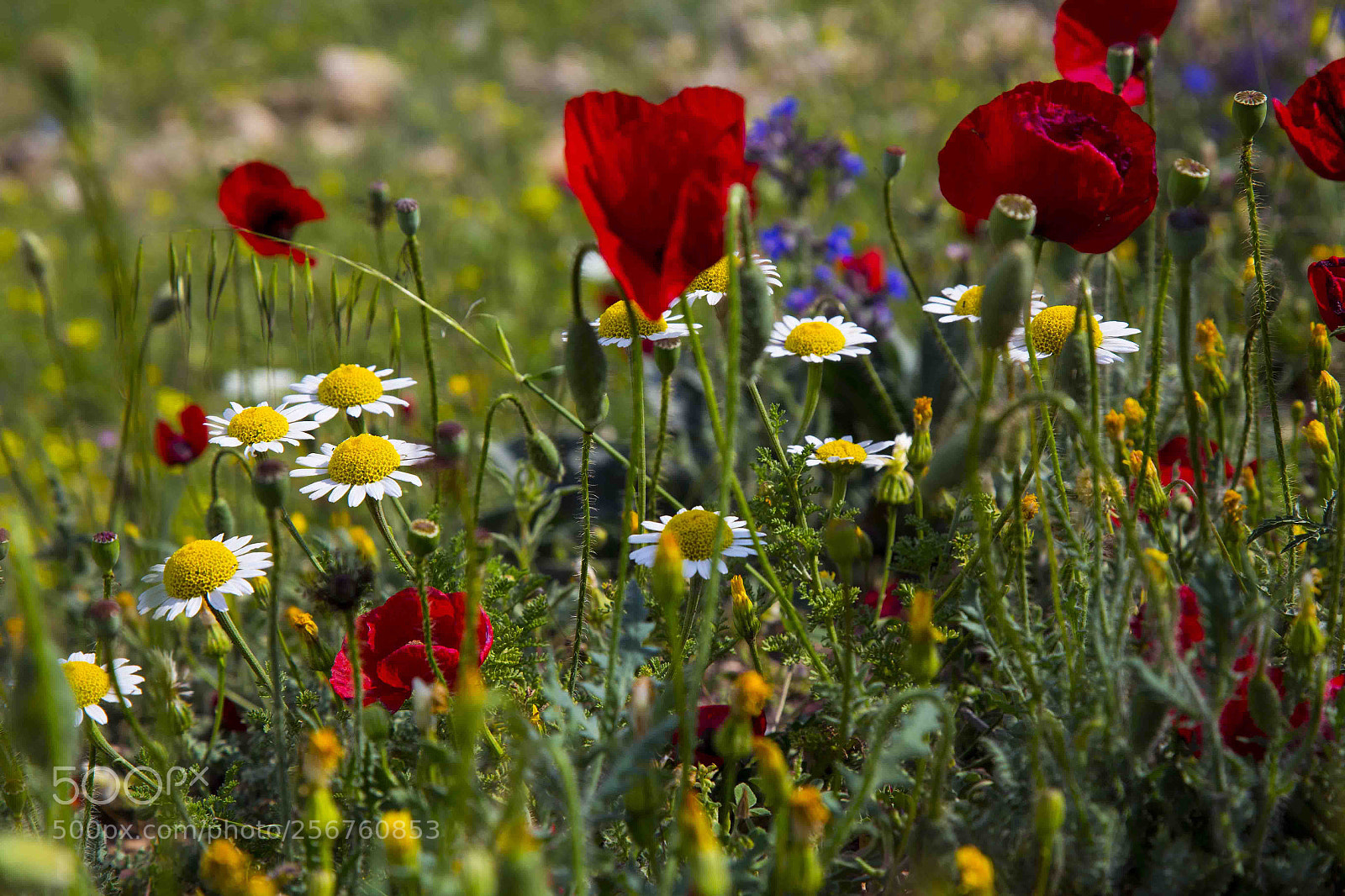 Canon EOS 6D sample photo. Untitled photography