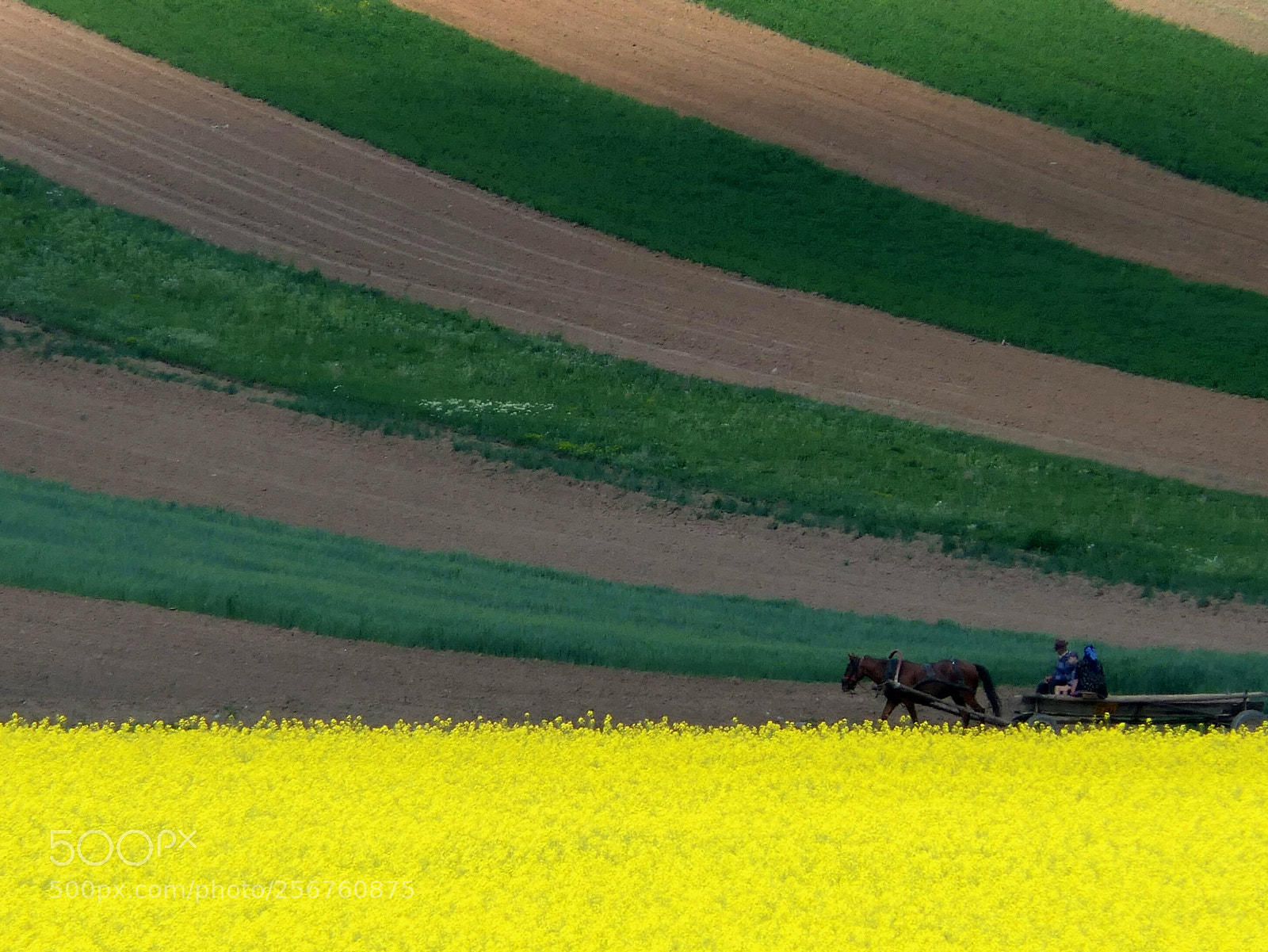 Panasonic Lumix DMC-FZ2500 (Lumix DMC-FZ2000) sample photo. Spring with yellow photography