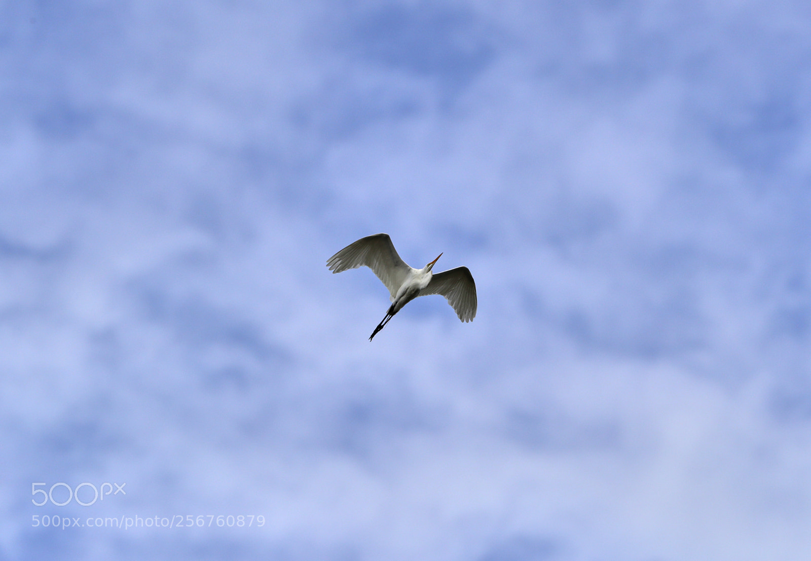 Canon EOS-1D X Mark II sample photo. 05-06-18-0016370.jpg photography