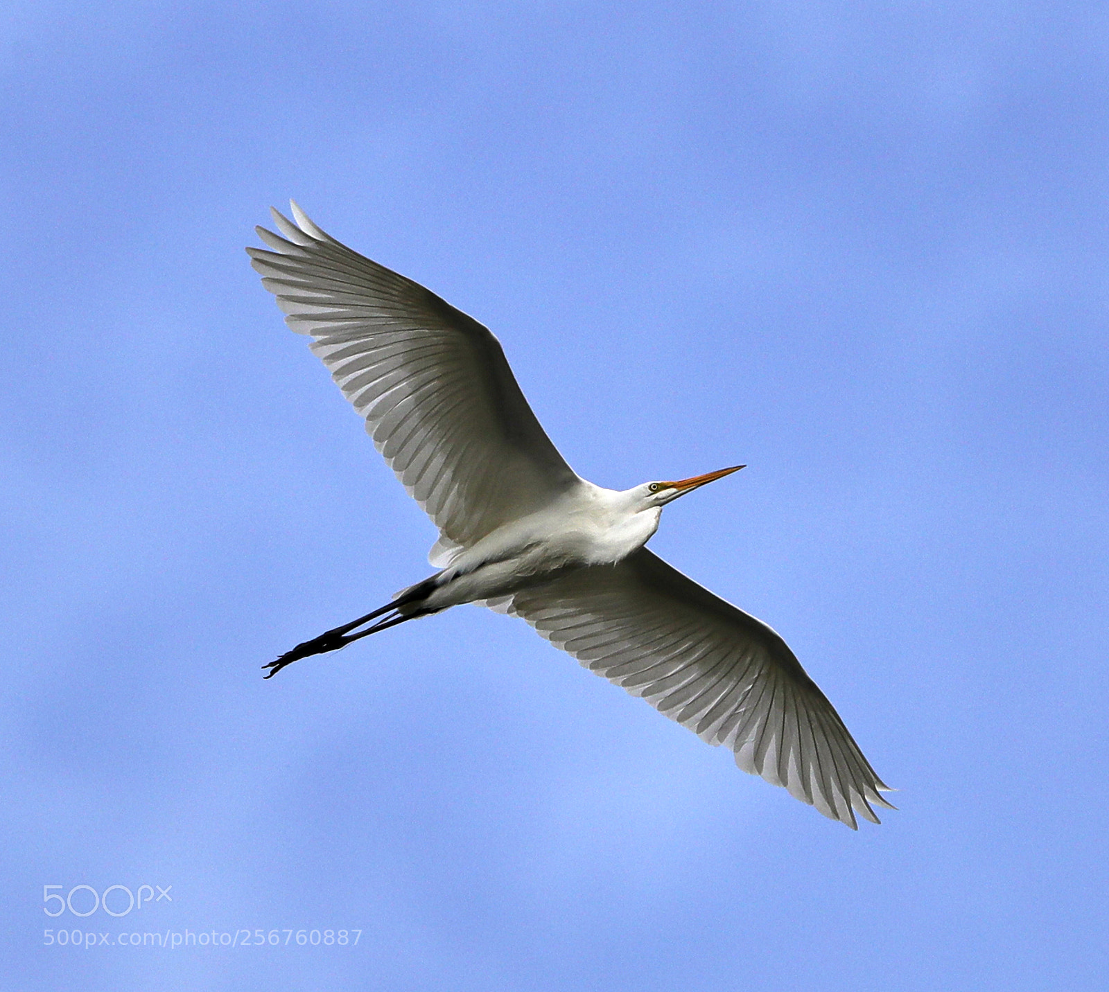 Canon EOS-1D X Mark II sample photo. 05-06-18-0016369.jpg photography