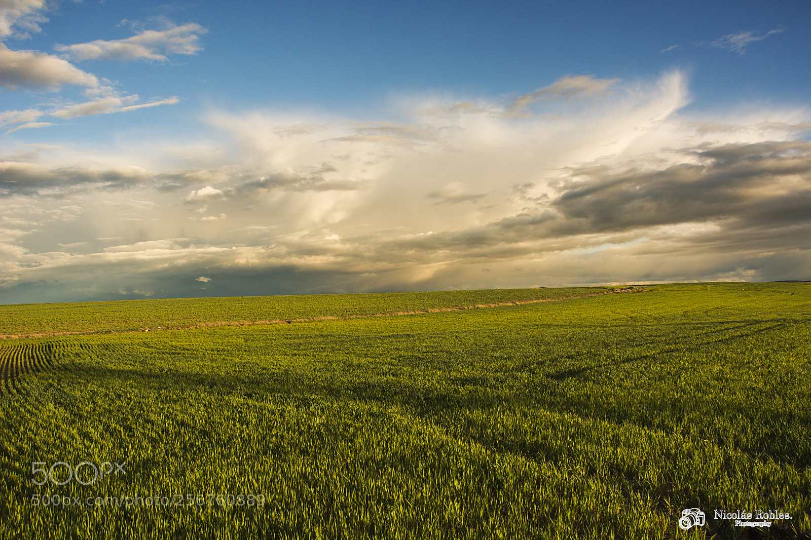 Nikon D7100 sample photo. Verde horizonte photography