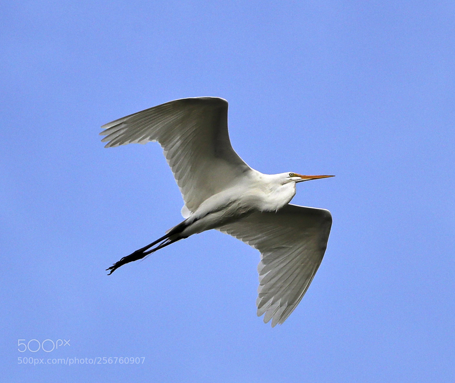 Canon EOS-1D X Mark II sample photo. 05-06-18-0016368.jpg photography