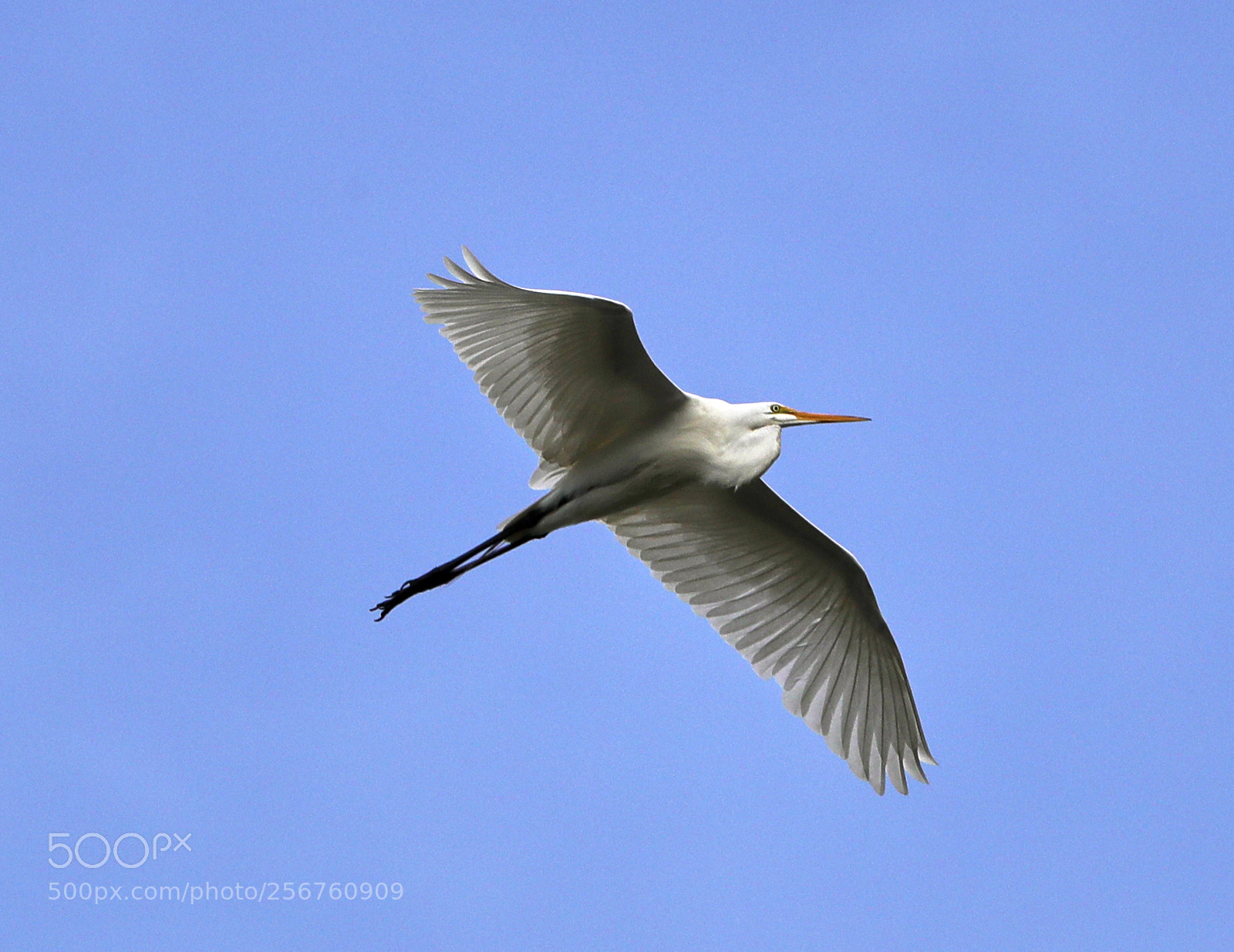 Canon EOS-1D X Mark II sample photo. 05-06-18-0016367.jpg photography