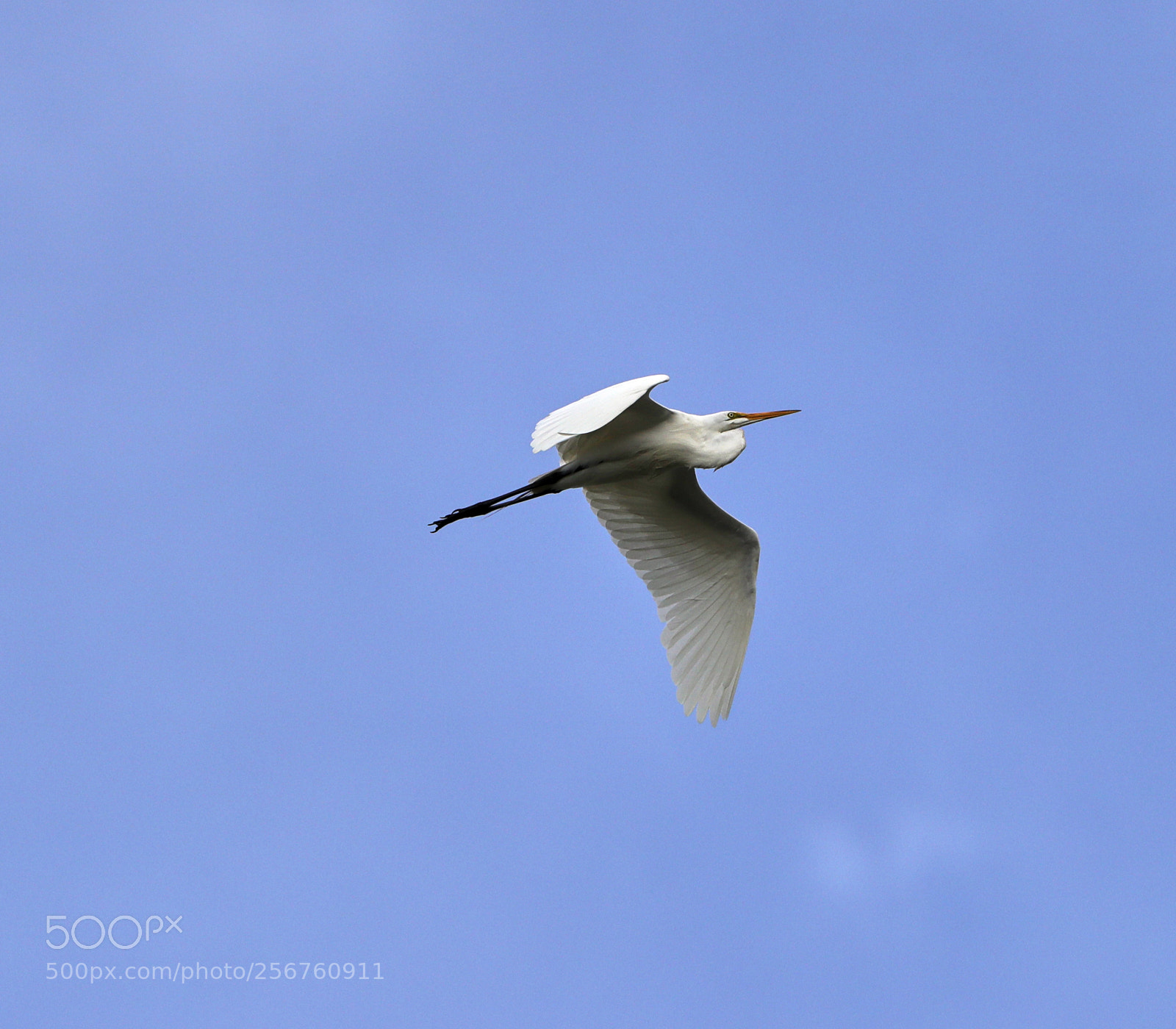 Canon EOS-1D X Mark II sample photo. 05-06-18-0016366.jpg photography