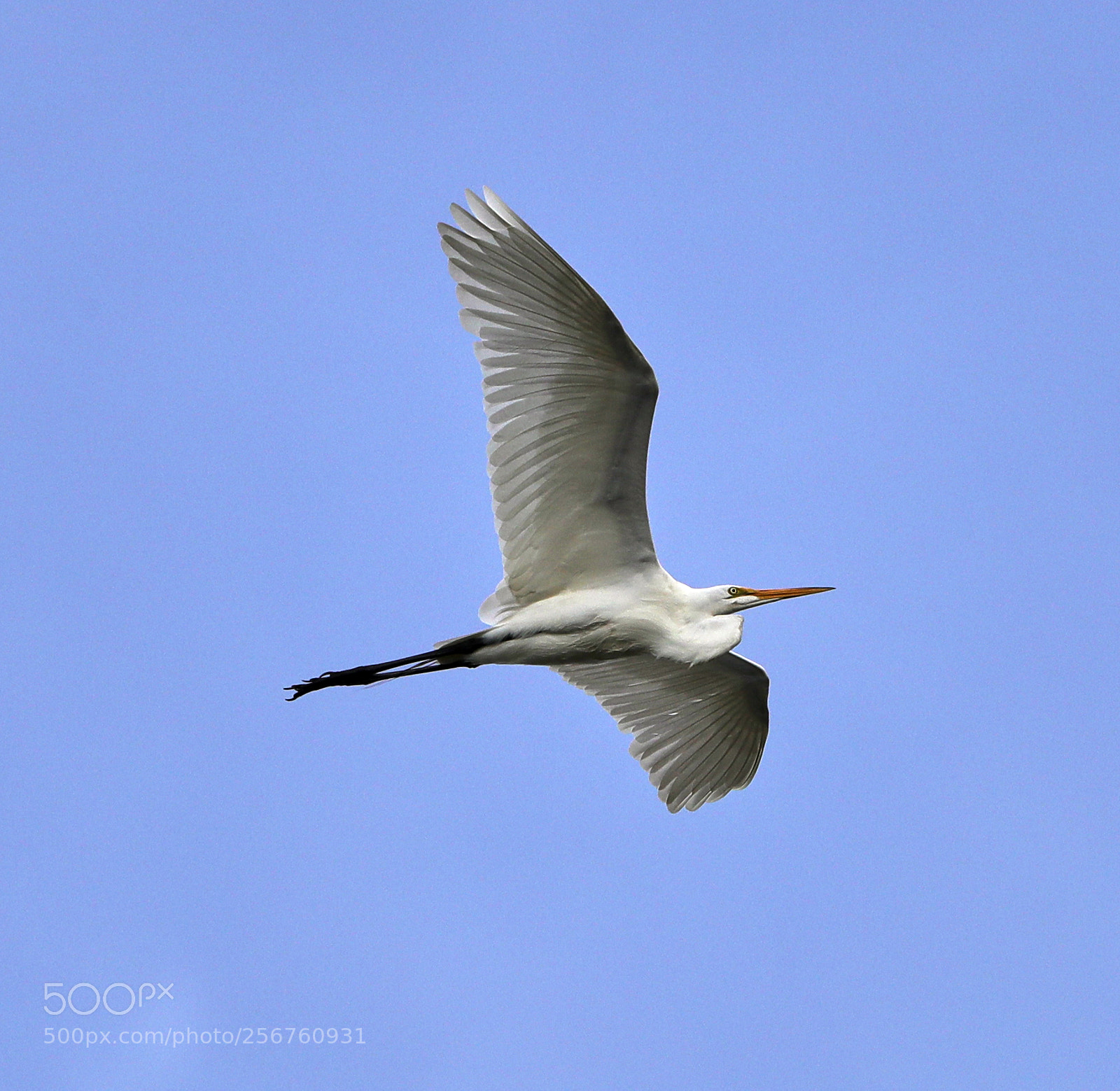 Canon EOS-1D X Mark II sample photo. 05-06-18-0016365.jpg photography