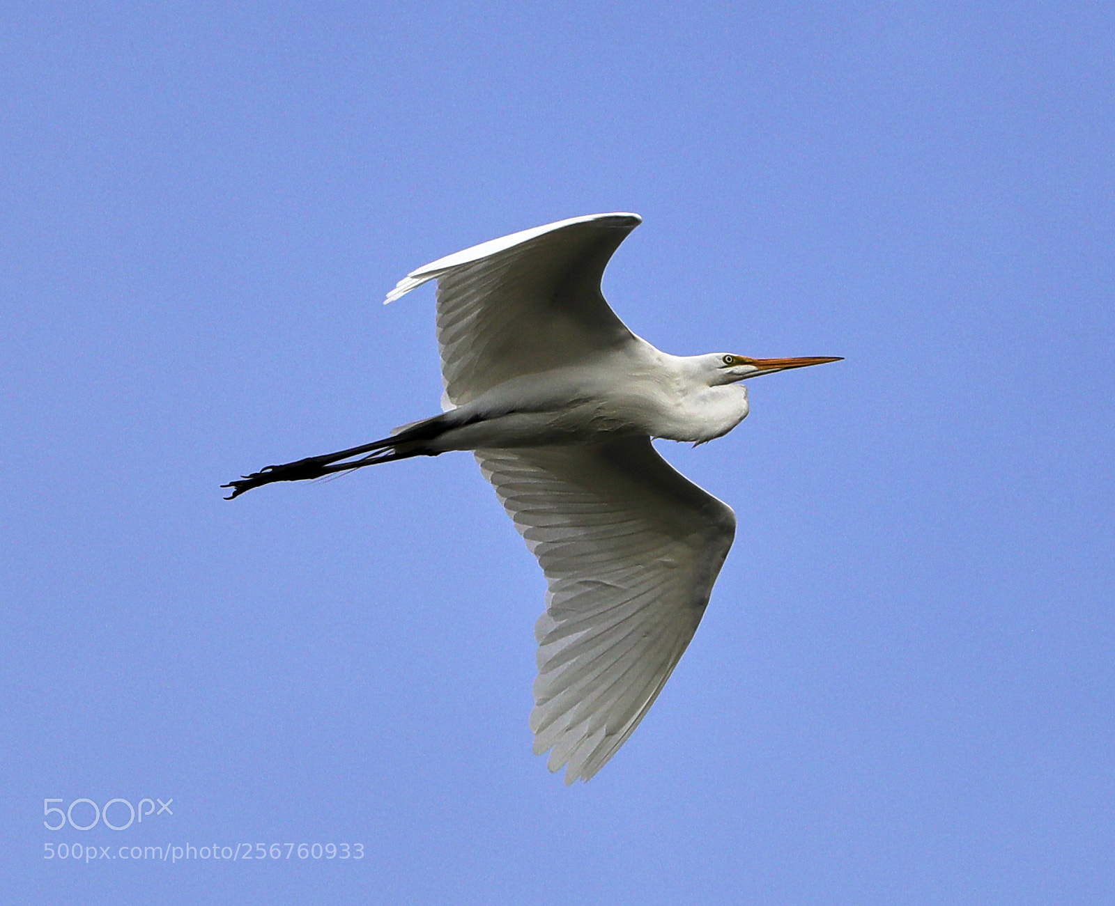 Canon EOS-1D X Mark II sample photo. 05-06-18-0016364.jpg photography