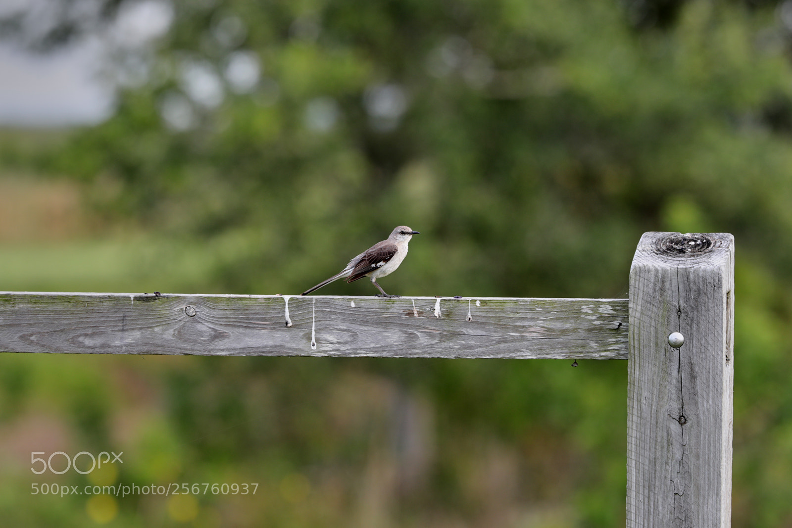 Canon EOS-1D X Mark II sample photo. 05-06-18-0016363.jpg photography