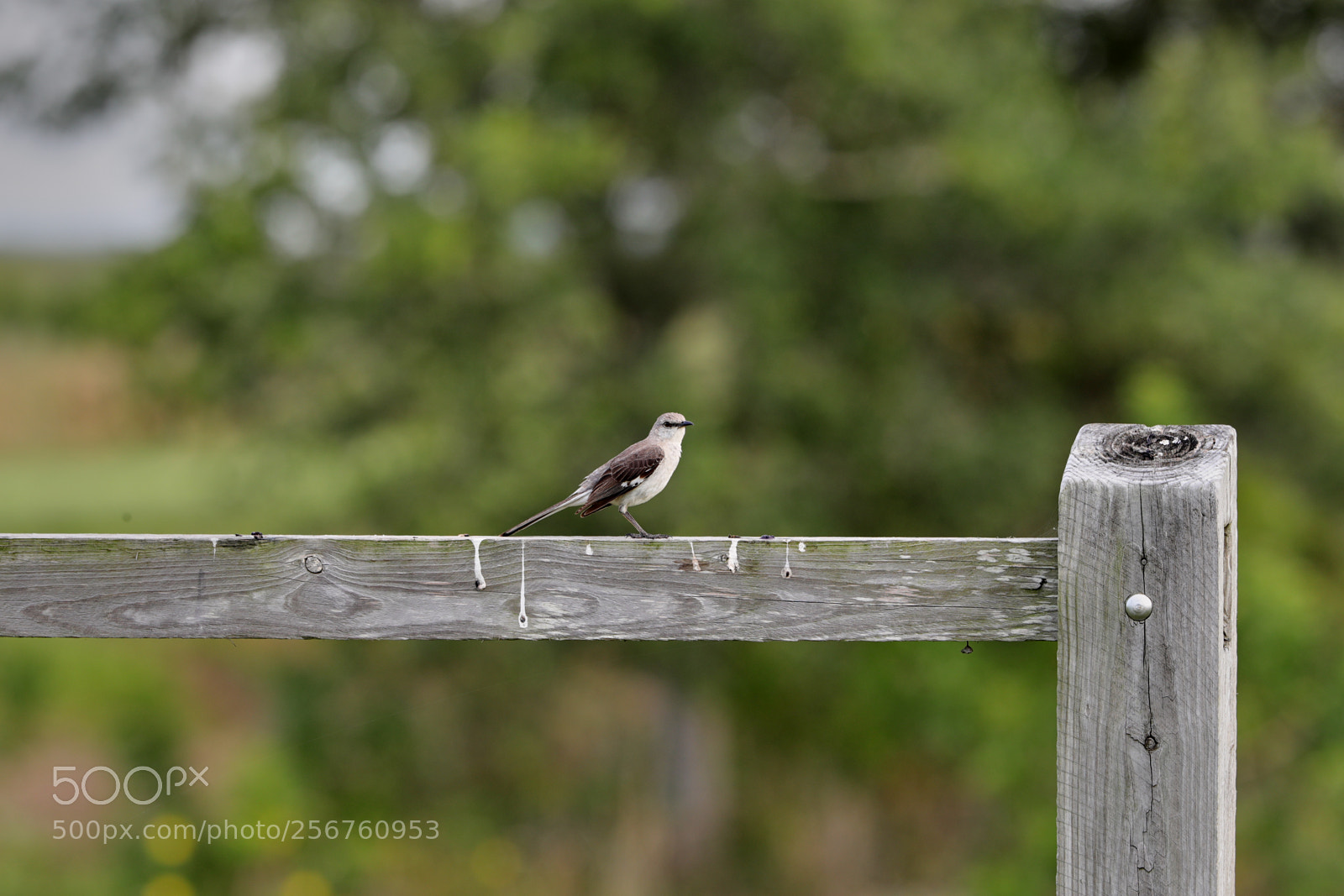 Canon EOS-1D X Mark II sample photo. 05-06-18-0016362.jpg photography