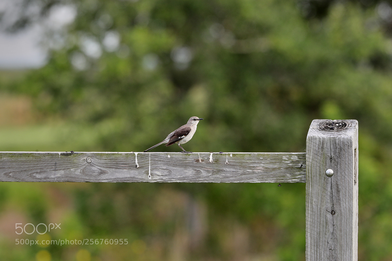 Canon EOS-1D X Mark II sample photo. 05-06-18-0016361.jpg photography