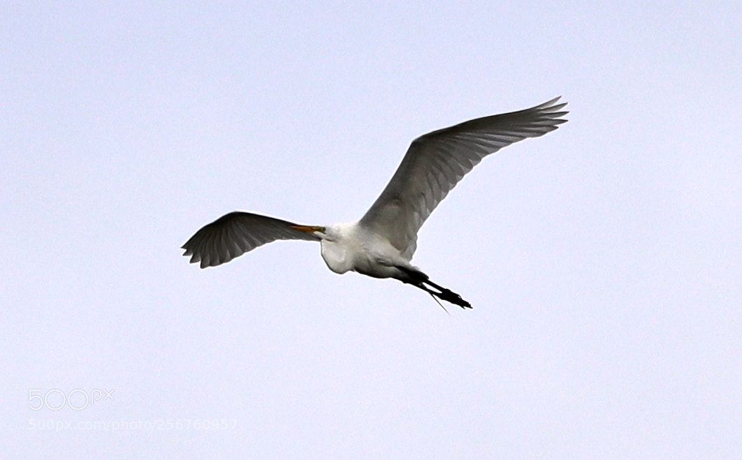Canon EOS-1D X Mark II sample photo. 05-06-18-0016360.jpg photography