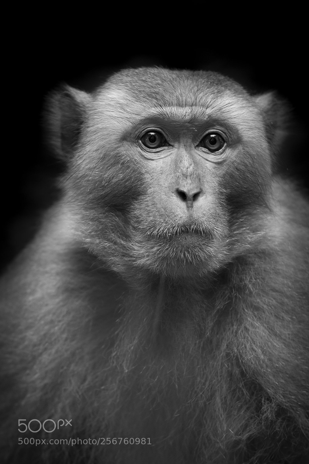 Canon EOS 6D sample photo. Monkey photography