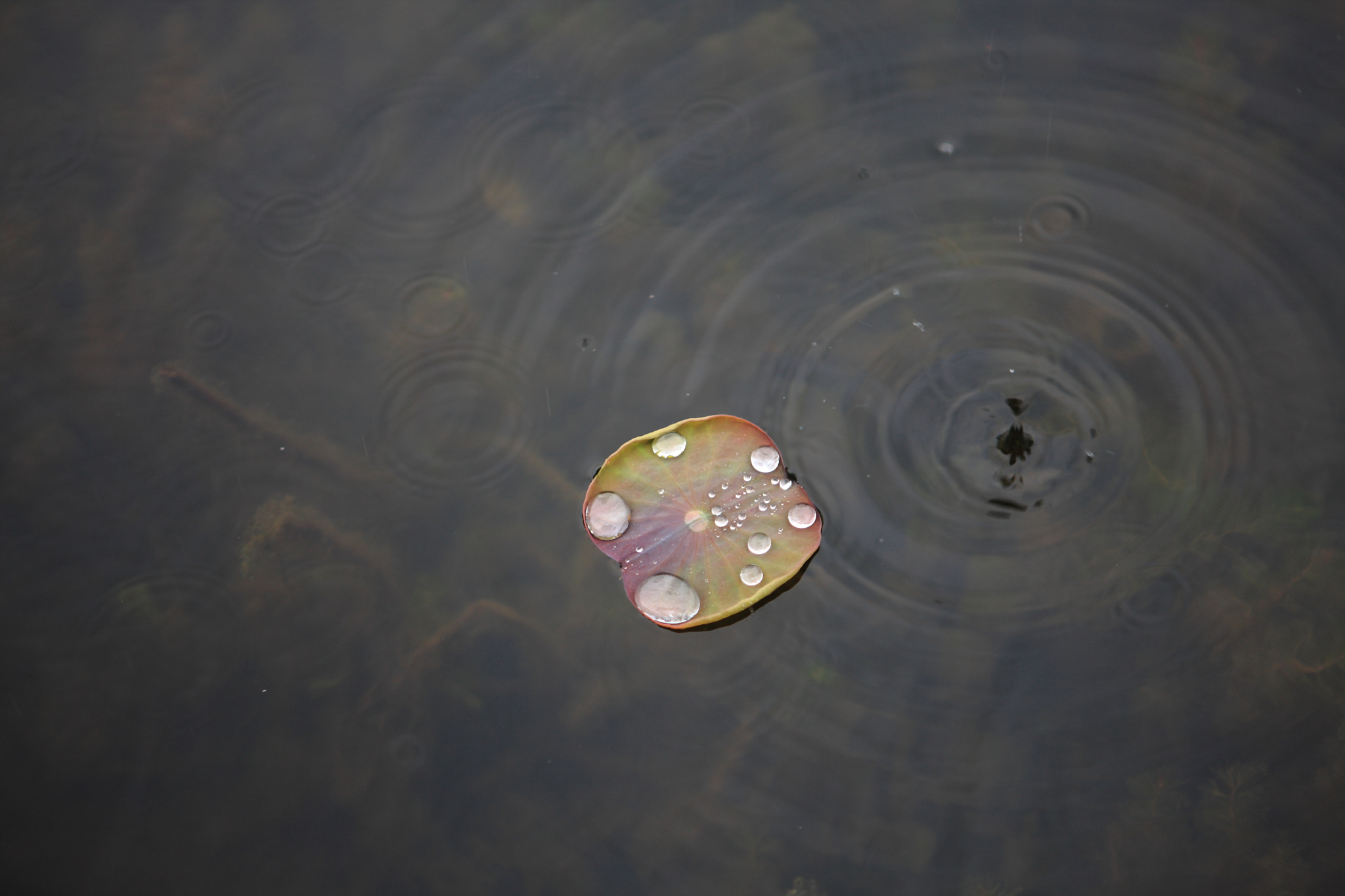 Canon EOS-1Ds Mark III + Canon EF 24-70mm F2.8L USM sample photo. Rain drop with a leaf photography