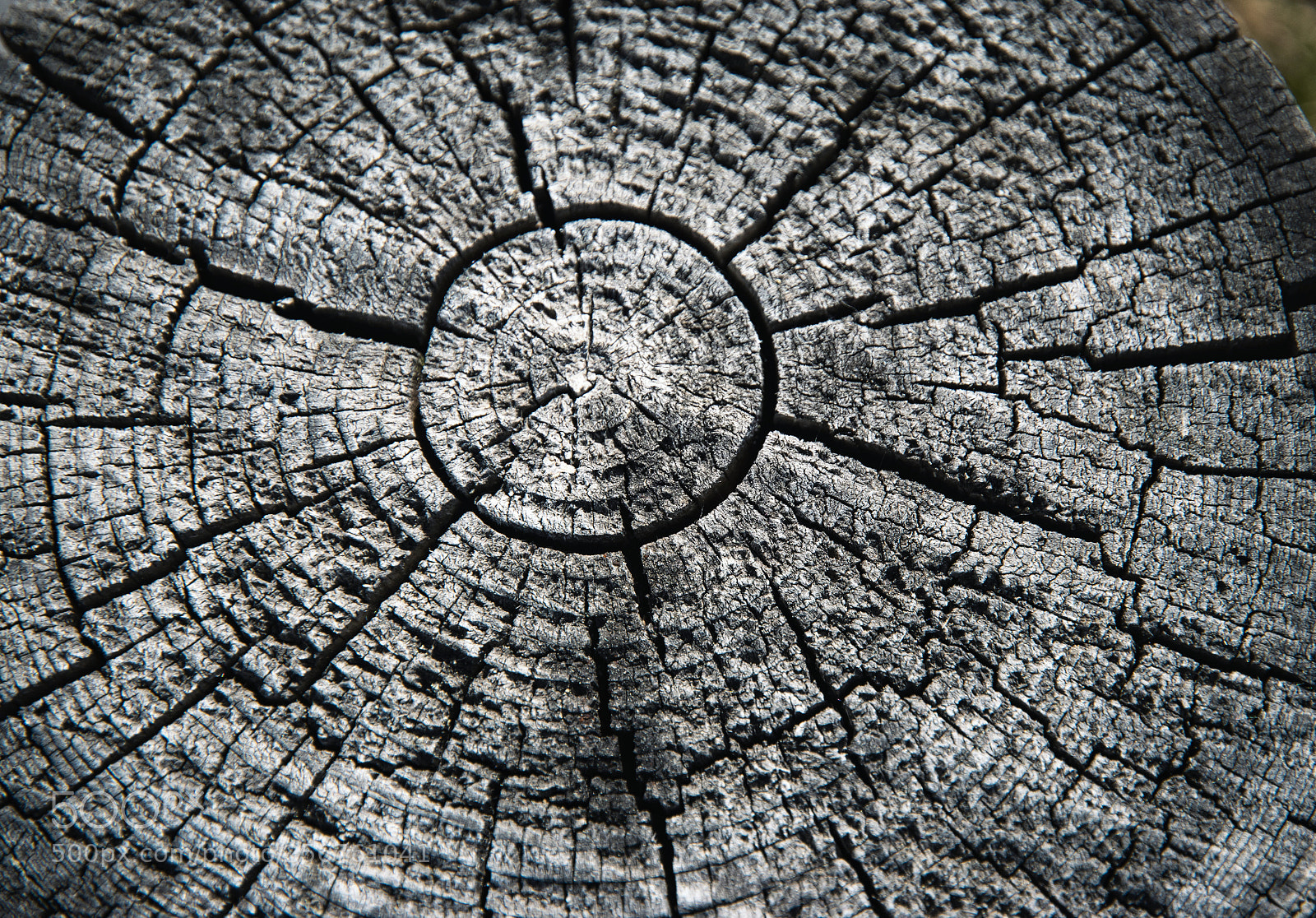 Nikon D5500 sample photo. Crack an old stump photography