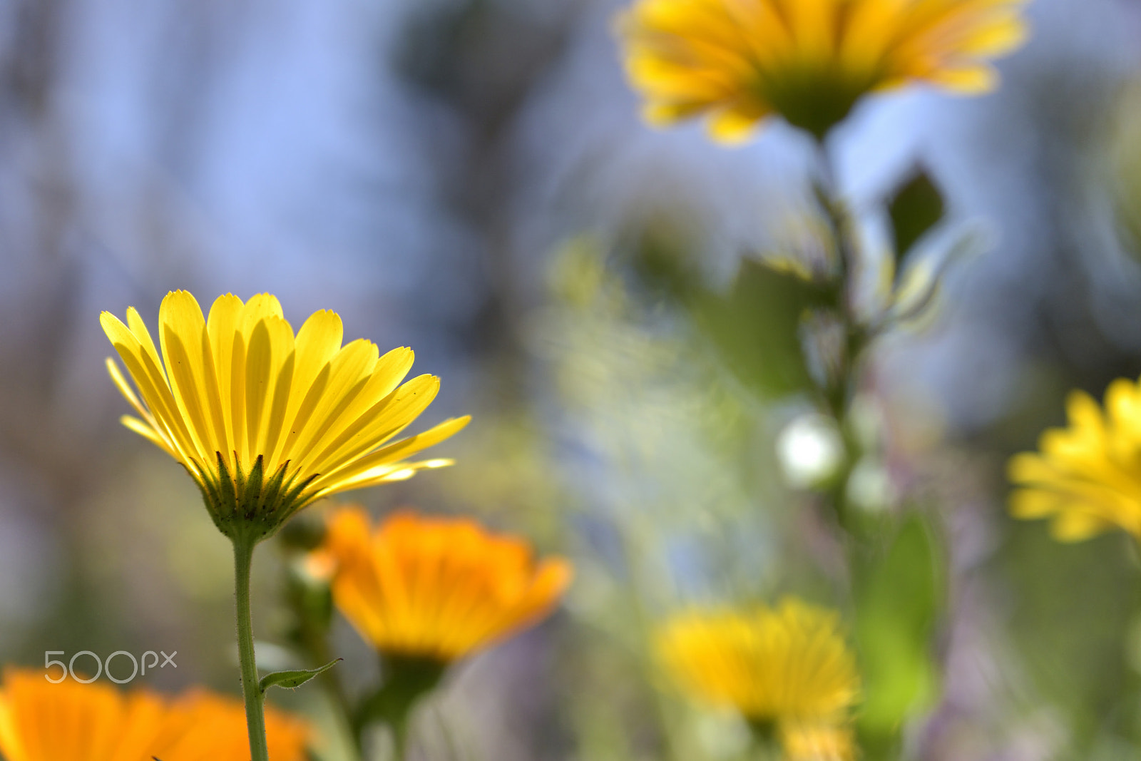 Nikon D5500 + Nikon AF-S DX Micro Nikkor 40mm F2.8 sample photo. Orange photography