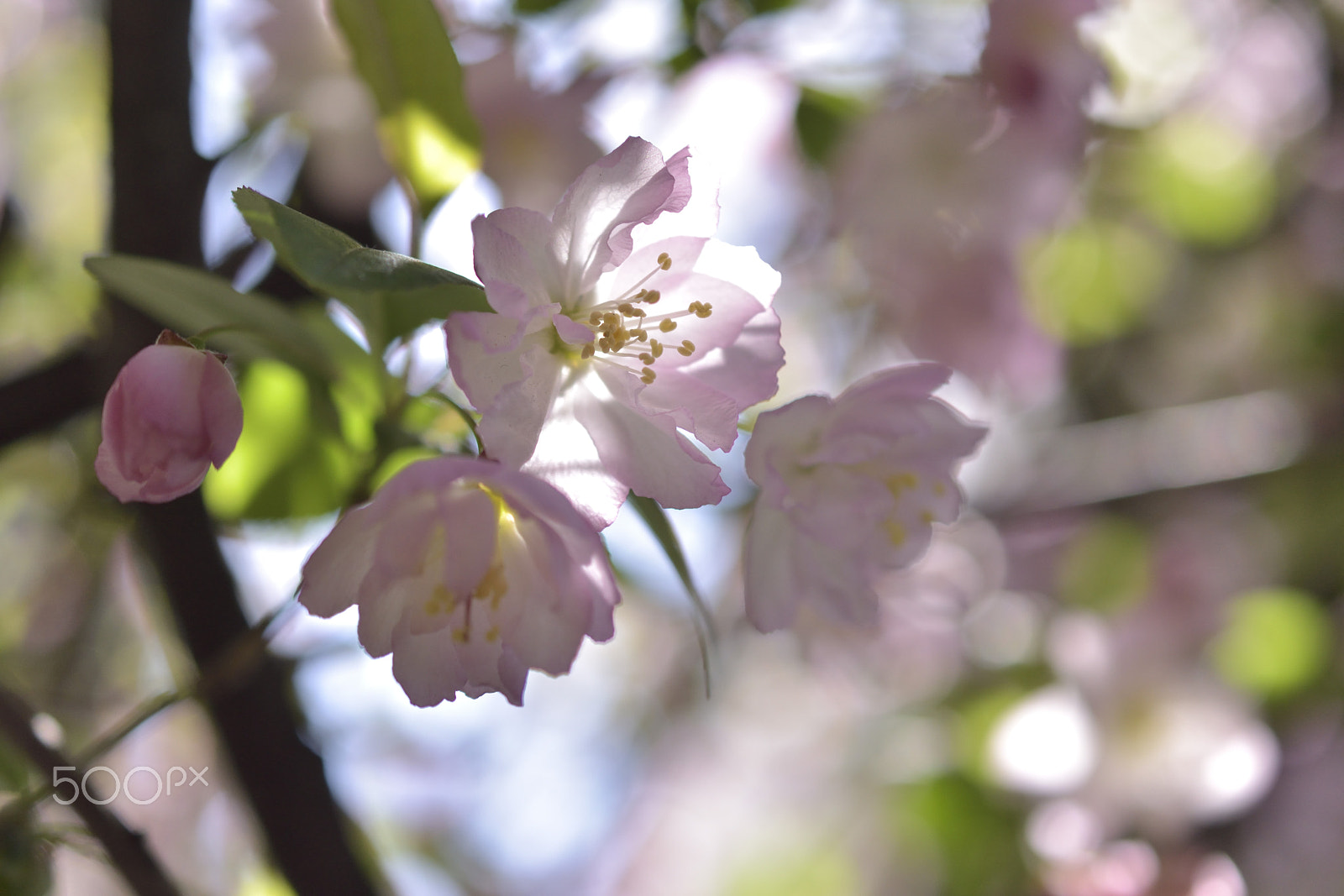 Nikon D5500 + Nikon AF-S DX Micro Nikkor 40mm F2.8 sample photo. Pink photography