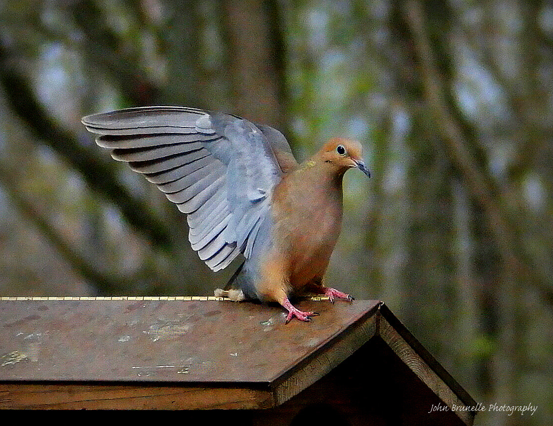 Samsung NX500 sample photo. Dove may 6 photography