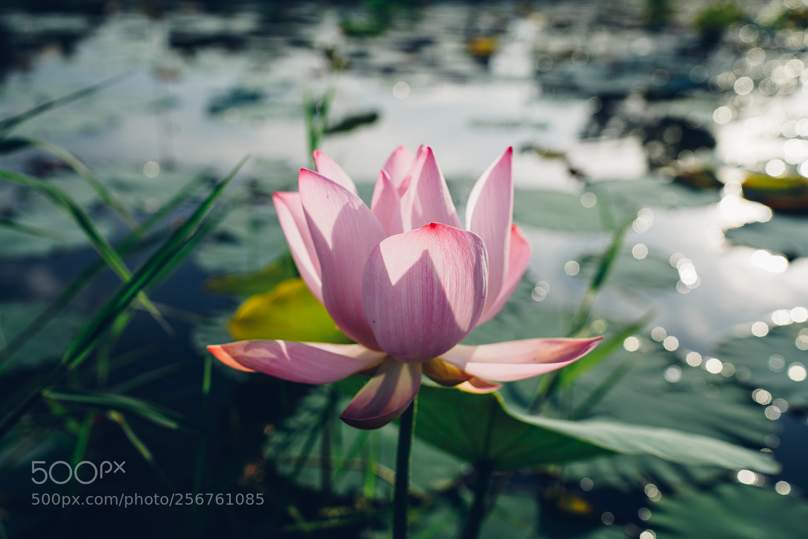 Sony a7R II sample photo. Lotus photography