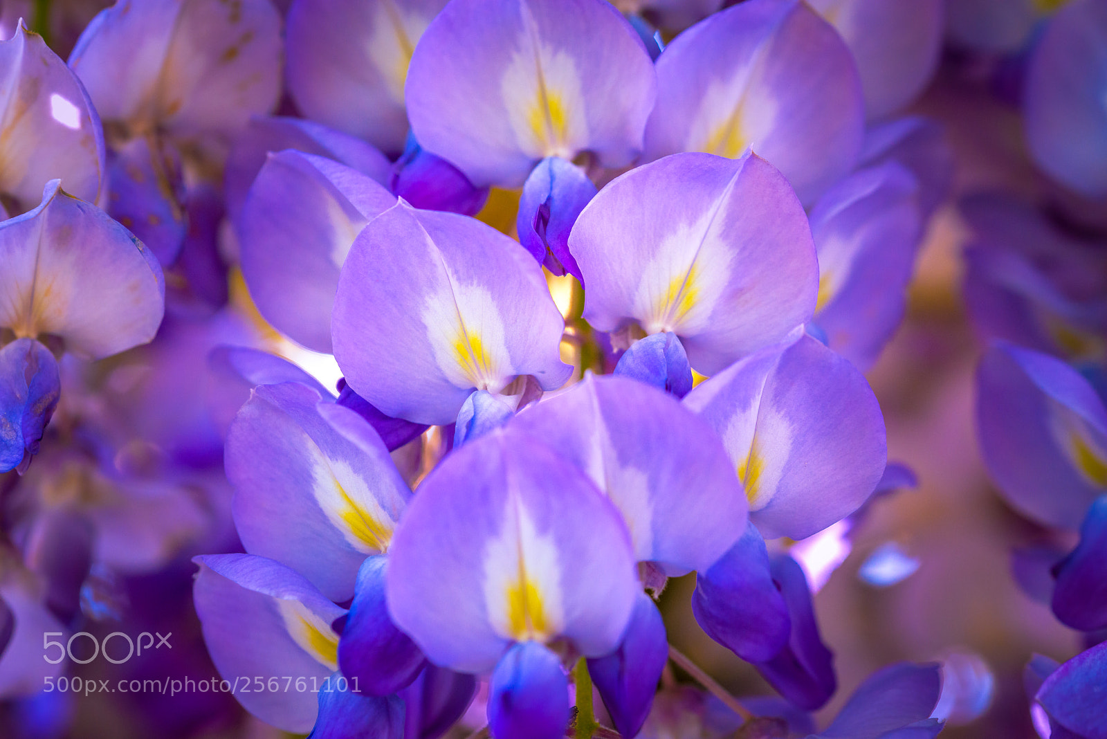 Nikon D800 sample photo. Purple beauty photography