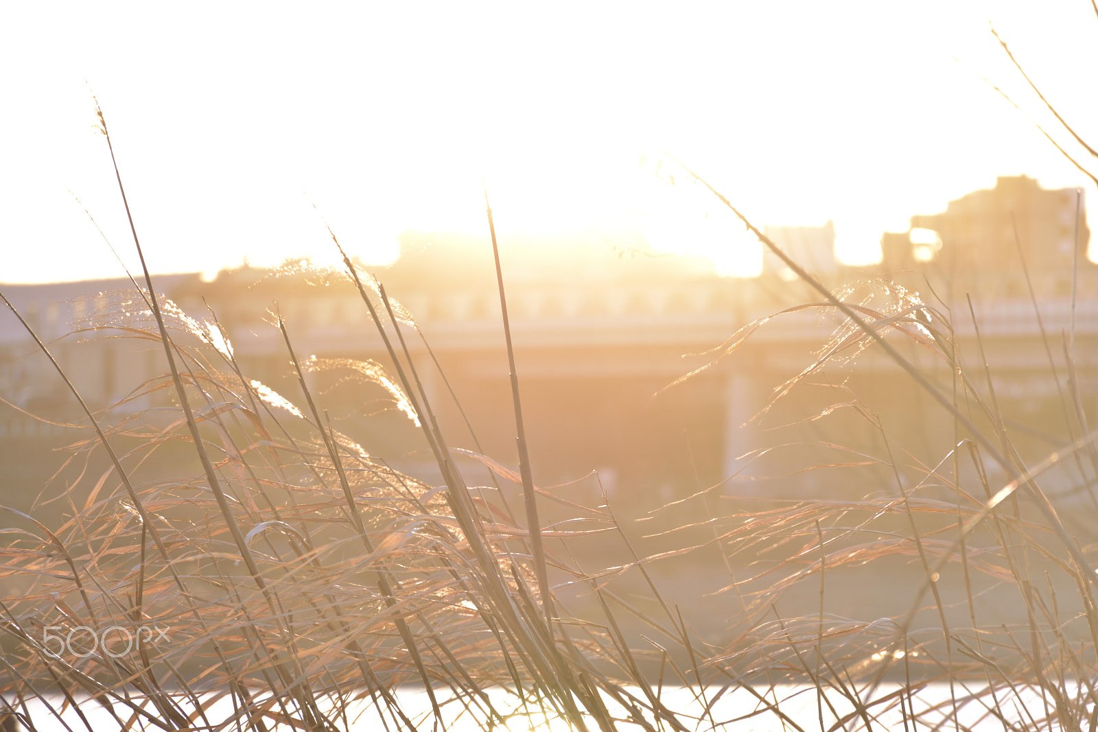 Nikon D5500 sample photo. Straw photography