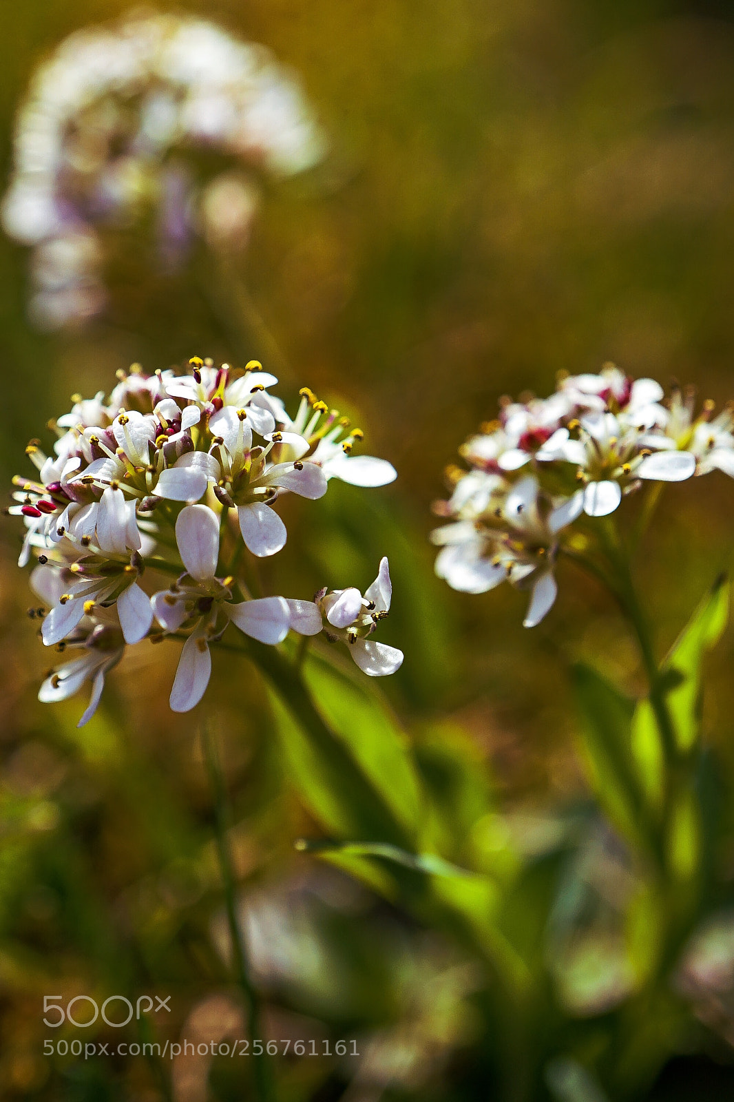 Sony a7 II sample photo. "clover" photography