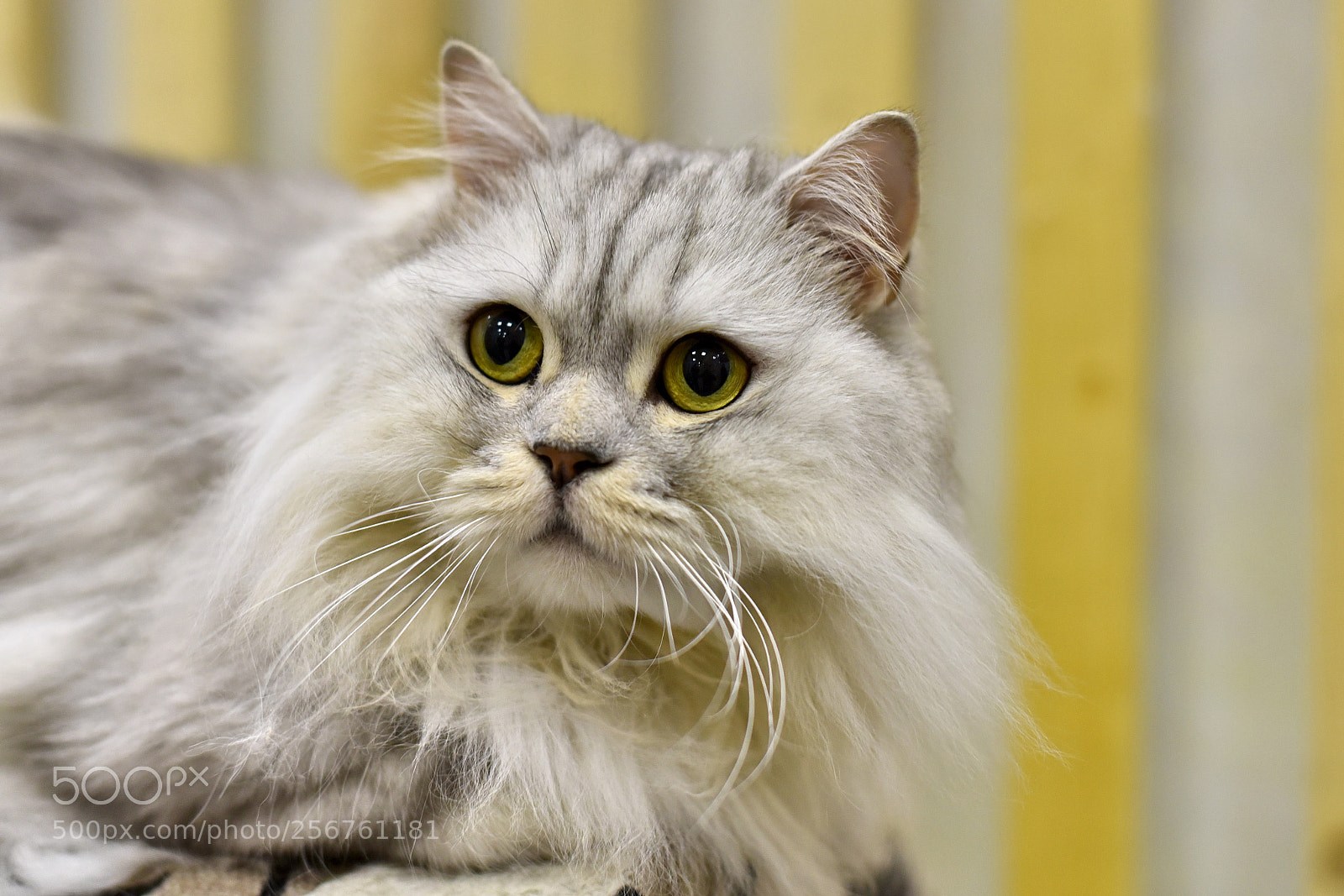 Nikon D750 sample photo. Siberian cat photography