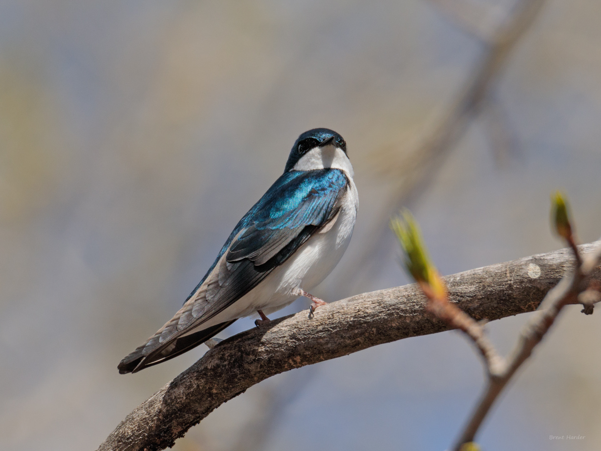 Canon EOS sample photo. Tree swallow photography