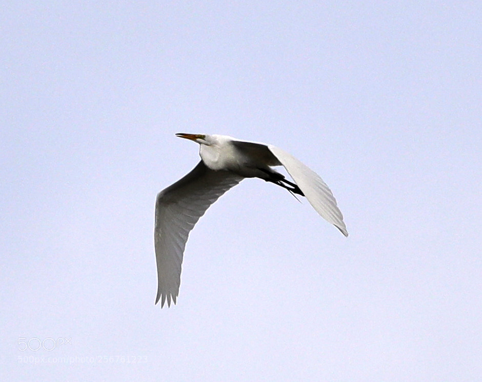 Canon EOS-1D X Mark II sample photo. 05-06-18-0016359.jpg photography