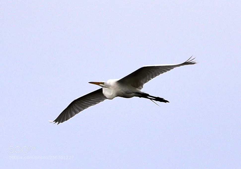 Canon EOS-1D X Mark II sample photo. 05-06-18-0016358.jpg photography