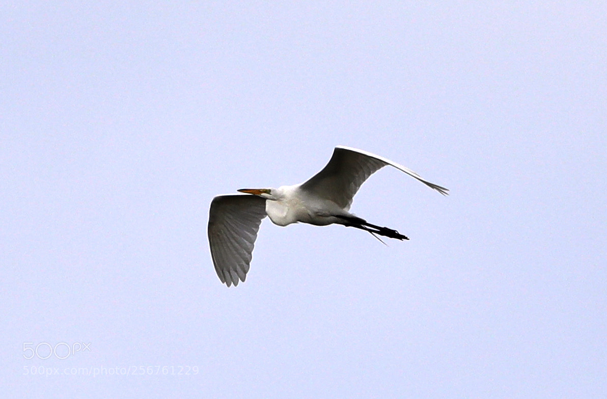 Canon EOS-1D X Mark II sample photo. 05-06-18-0016357.jpg photography