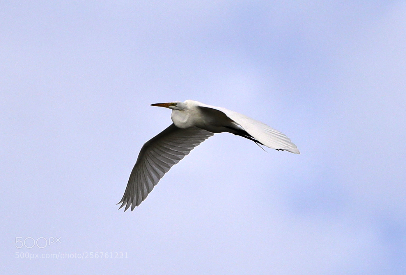 Canon EOS-1D X Mark II sample photo. 05-06-18-0016356.jpg photography